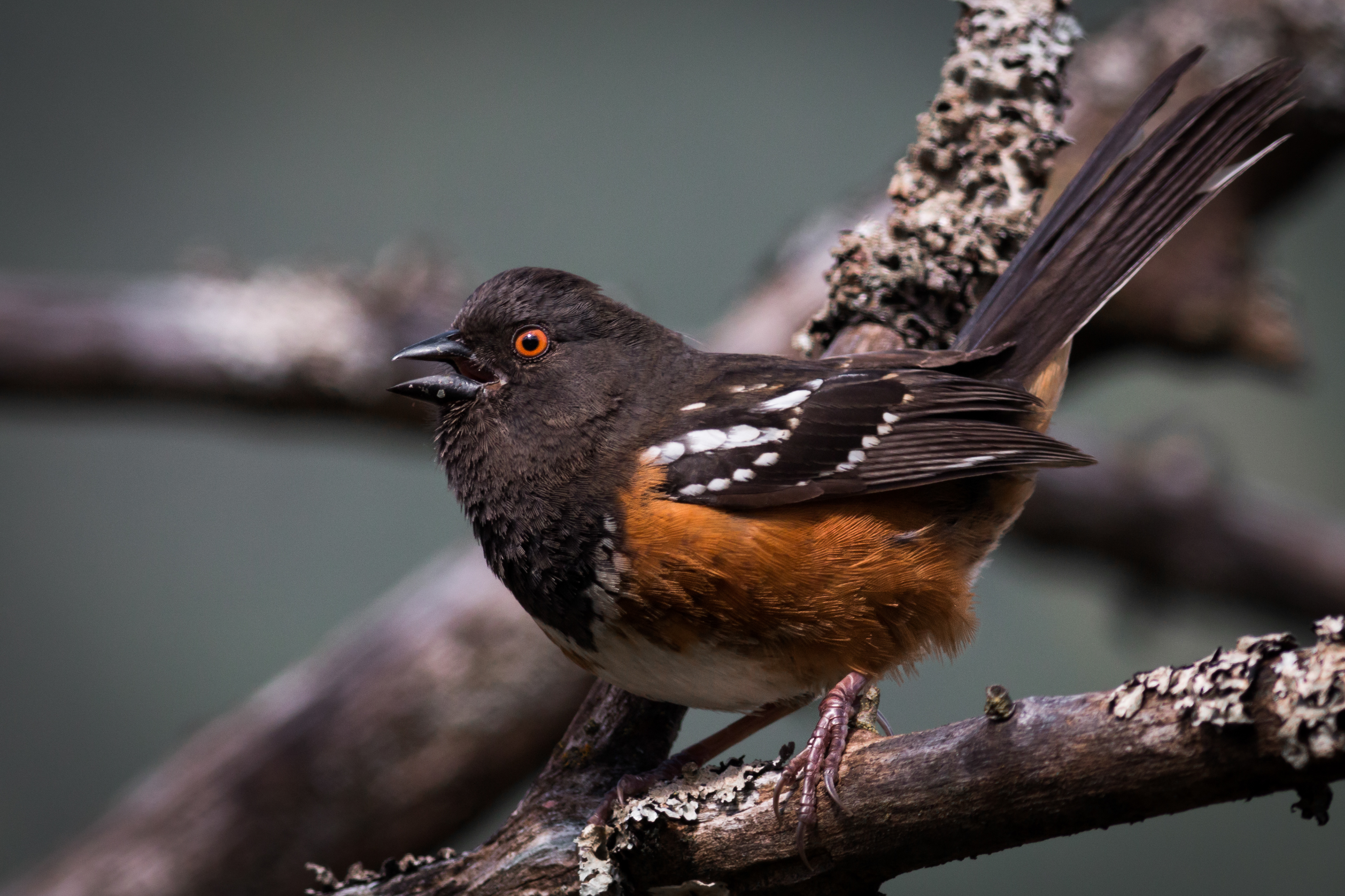 Spotted Towhee - BC