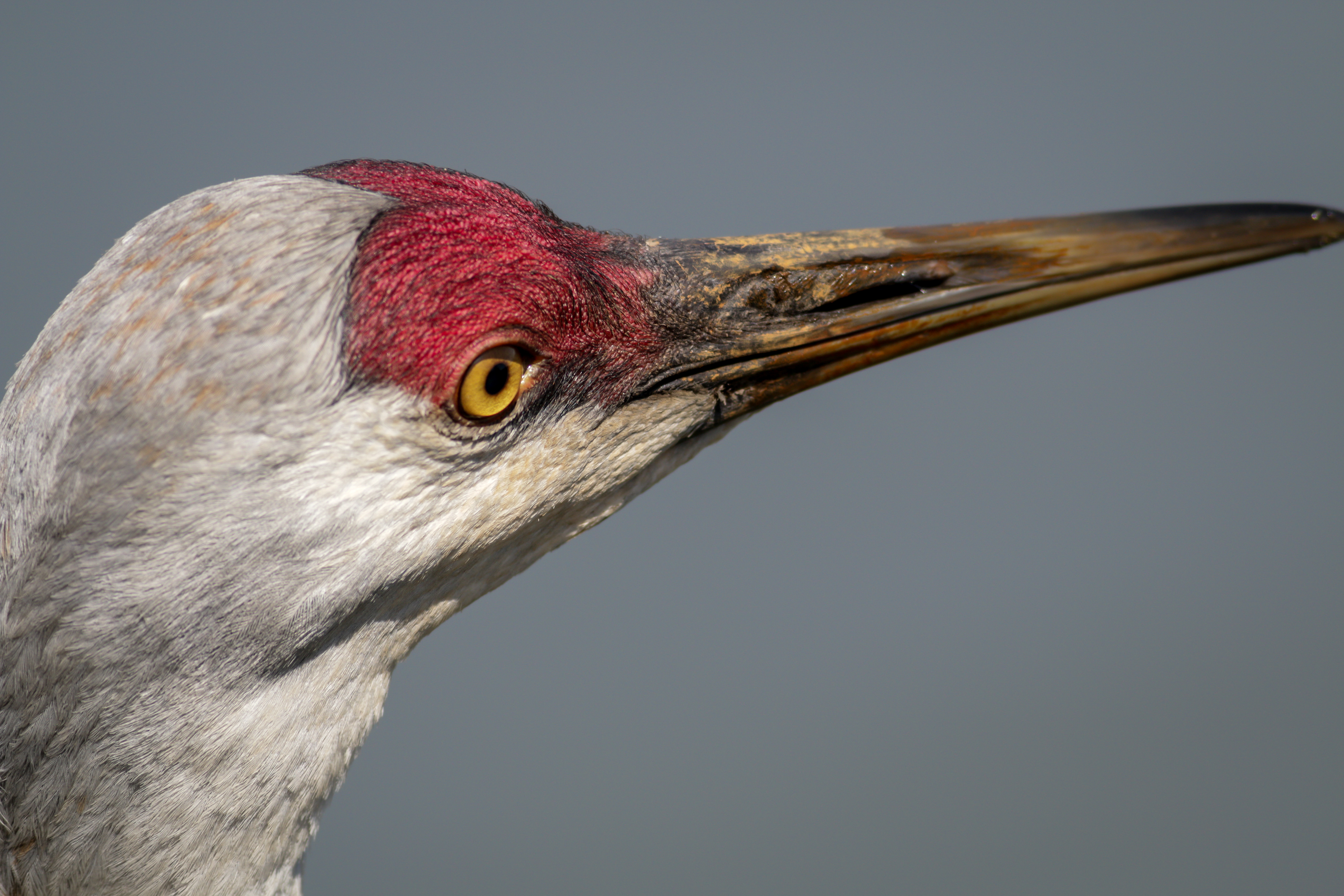 Sandhill Crane - BC