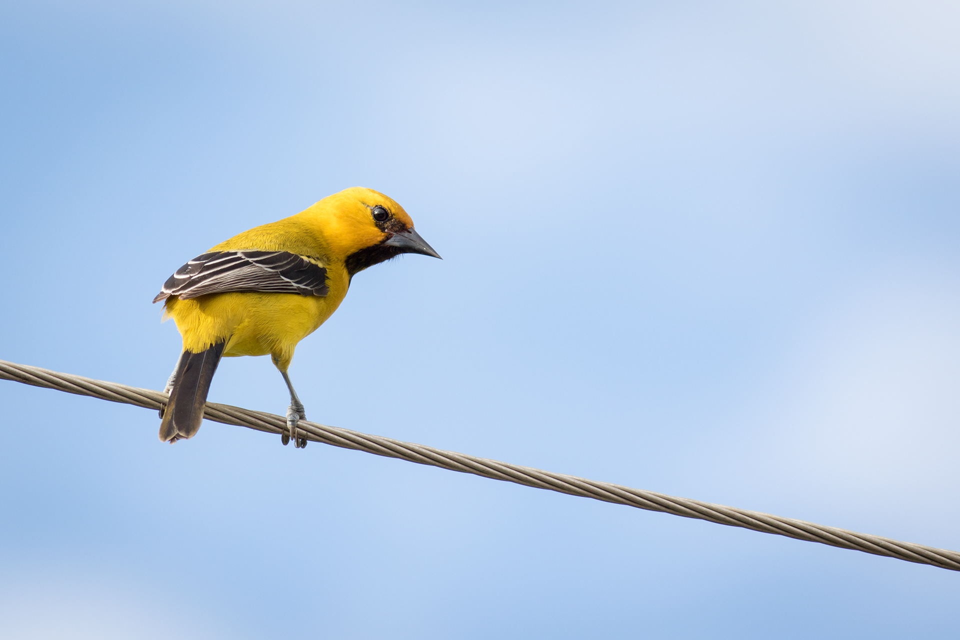 Yellow Oriole