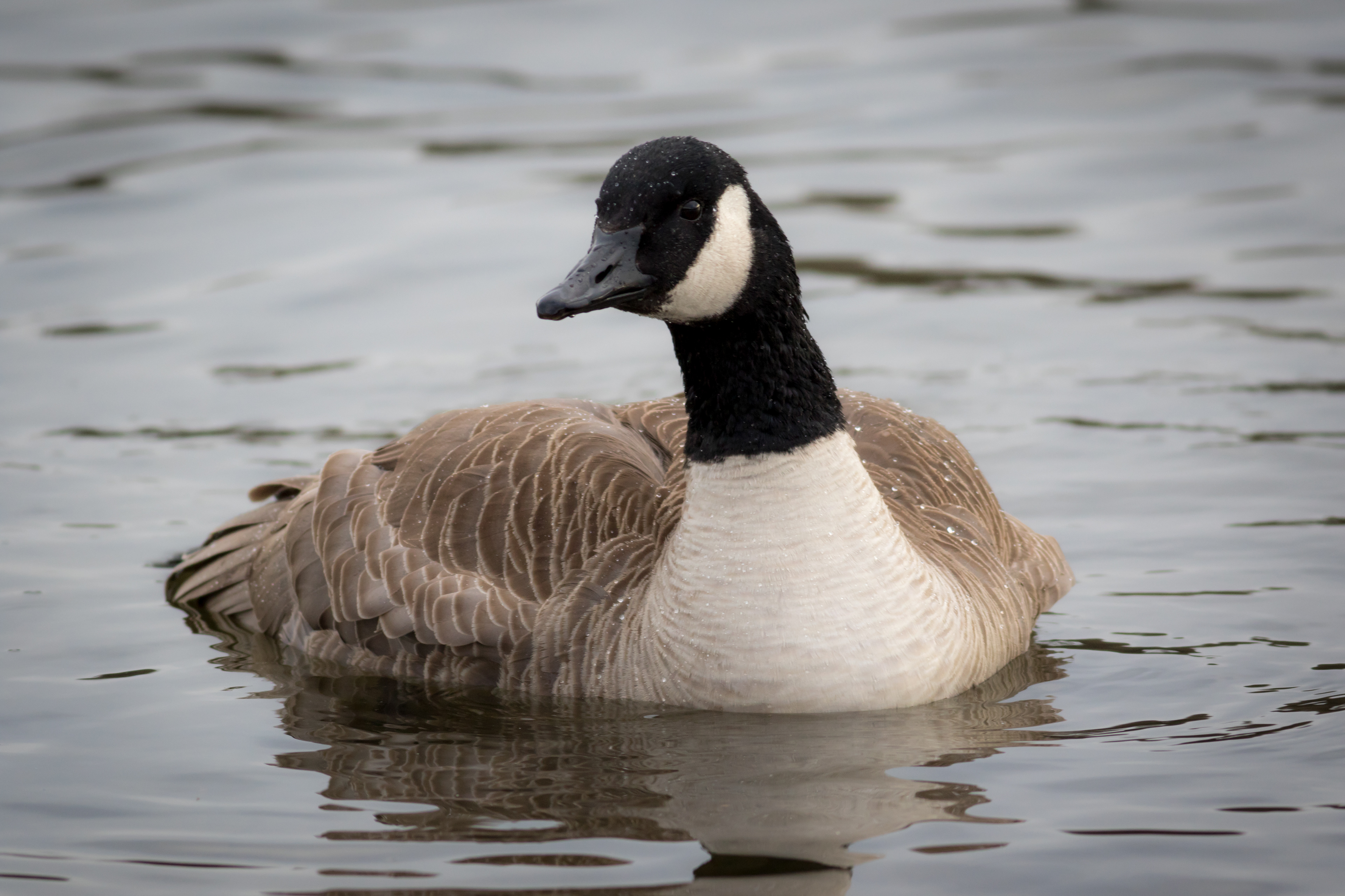 Canada Goose - BC