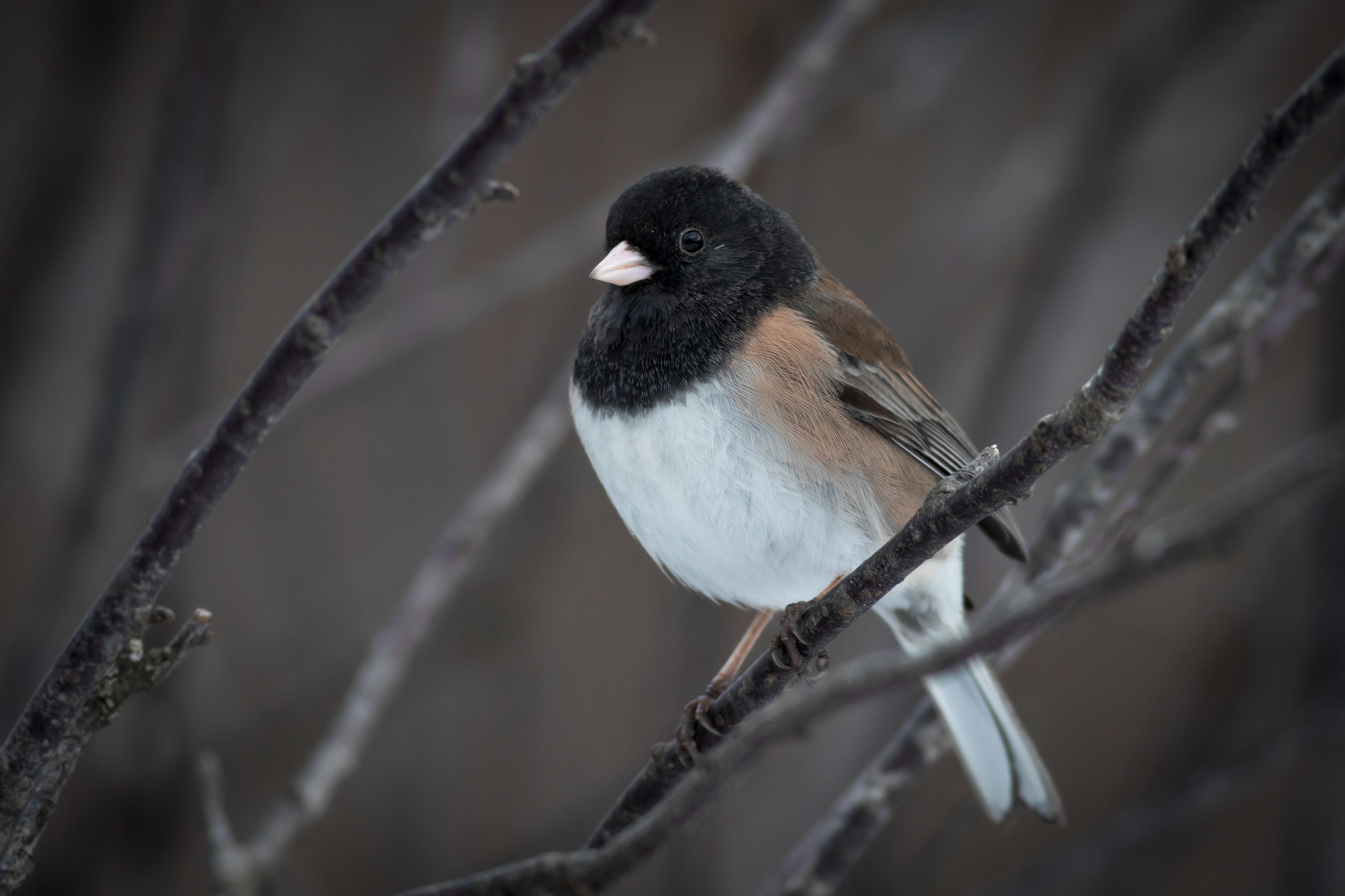 Dark-eyed Junco, male