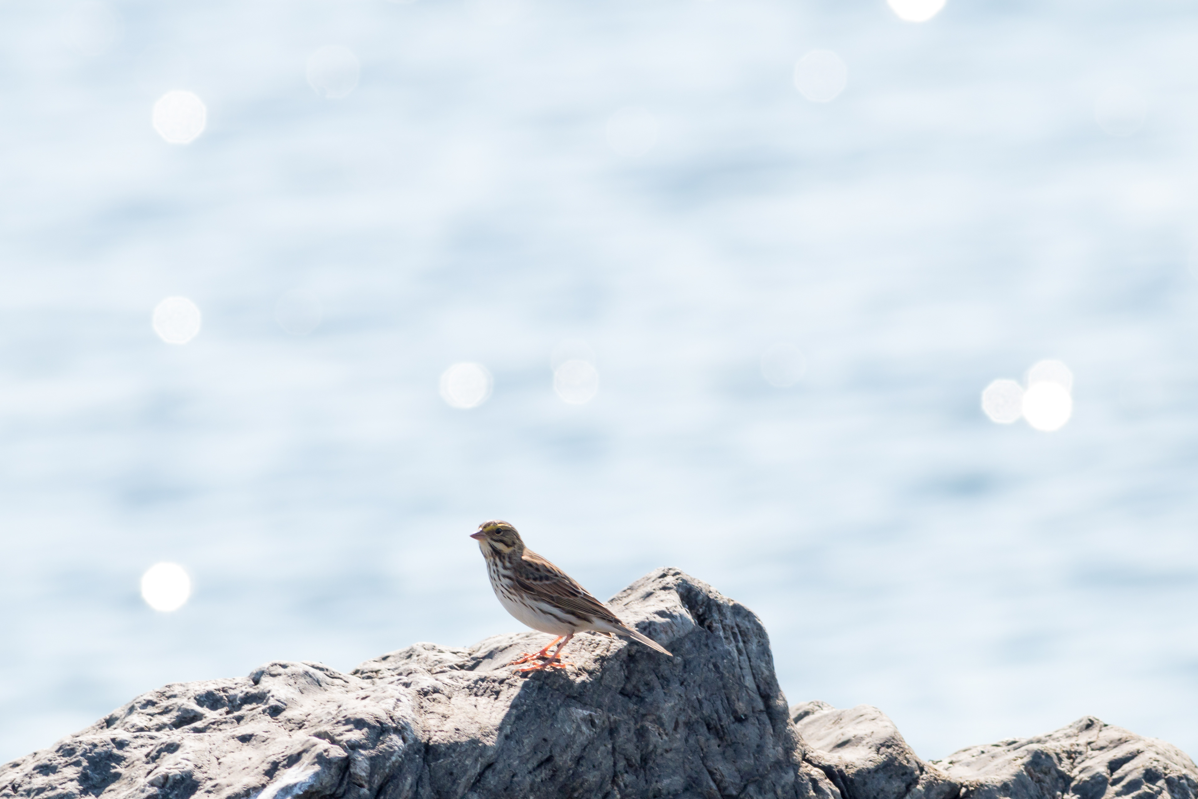 Savannah Sparrow - Washington