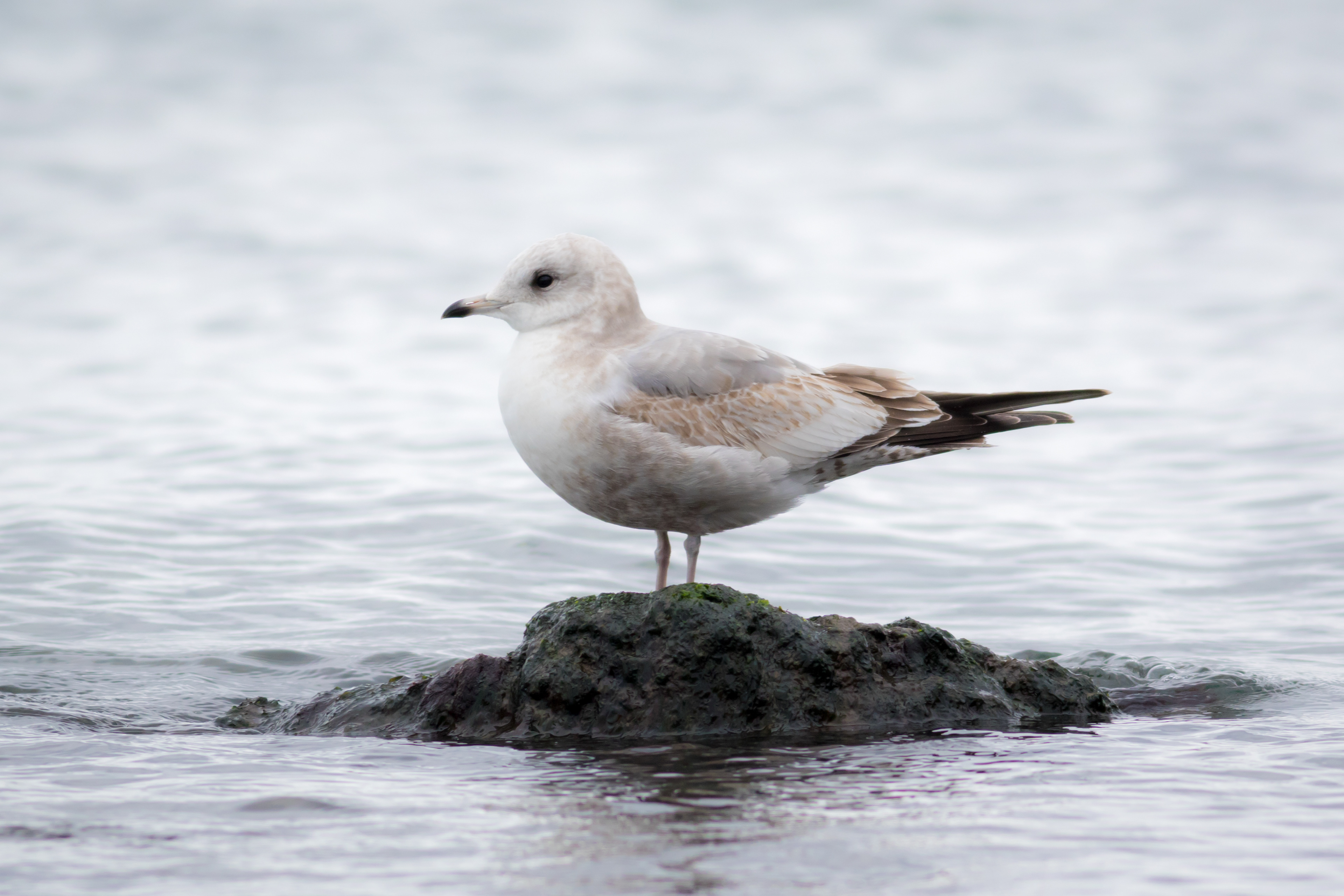 Mew Gull - Washington