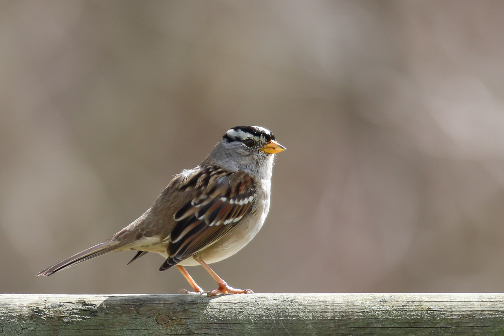 White-crowned Sparrow