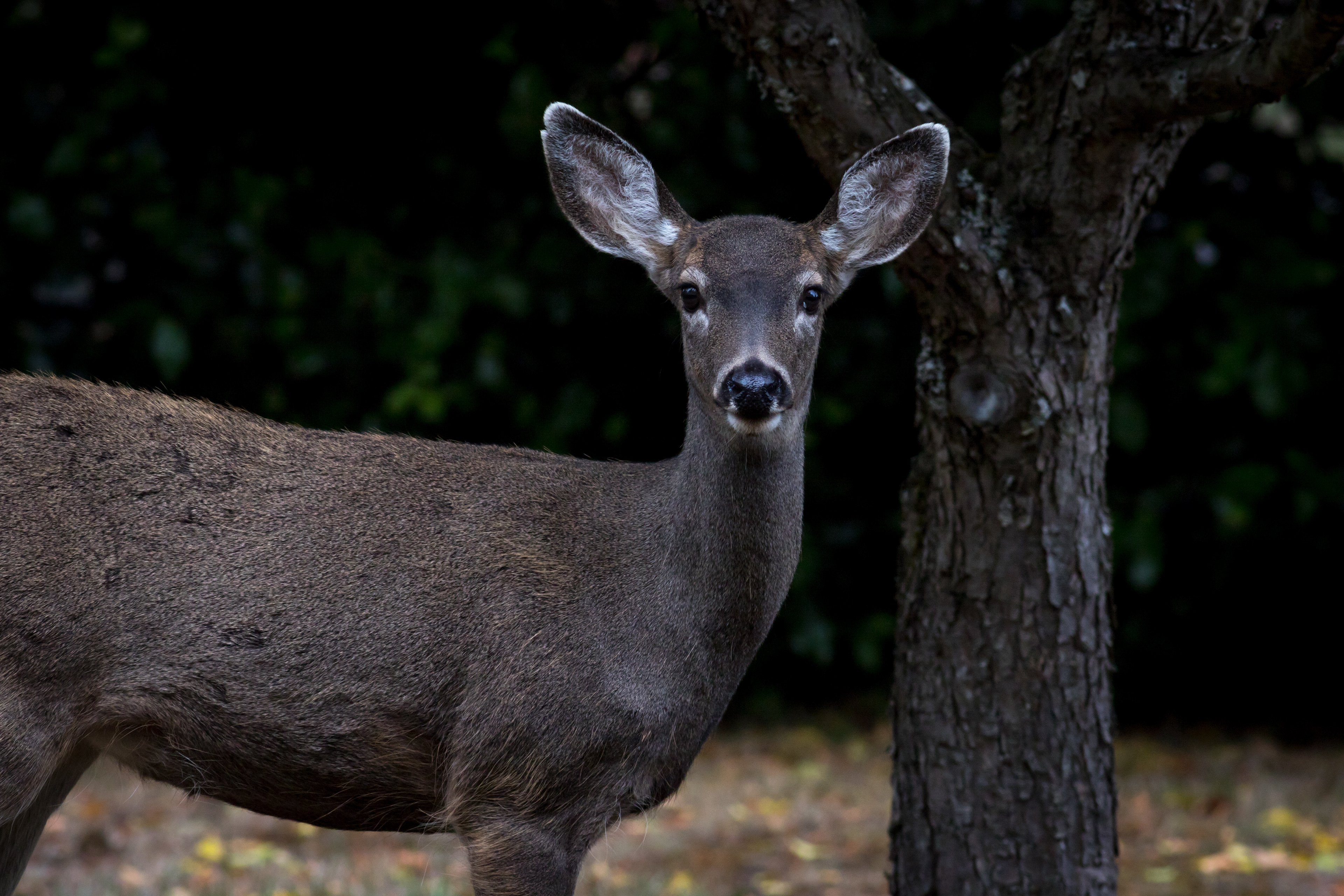 Columbian Black-tailed Deer - Washington