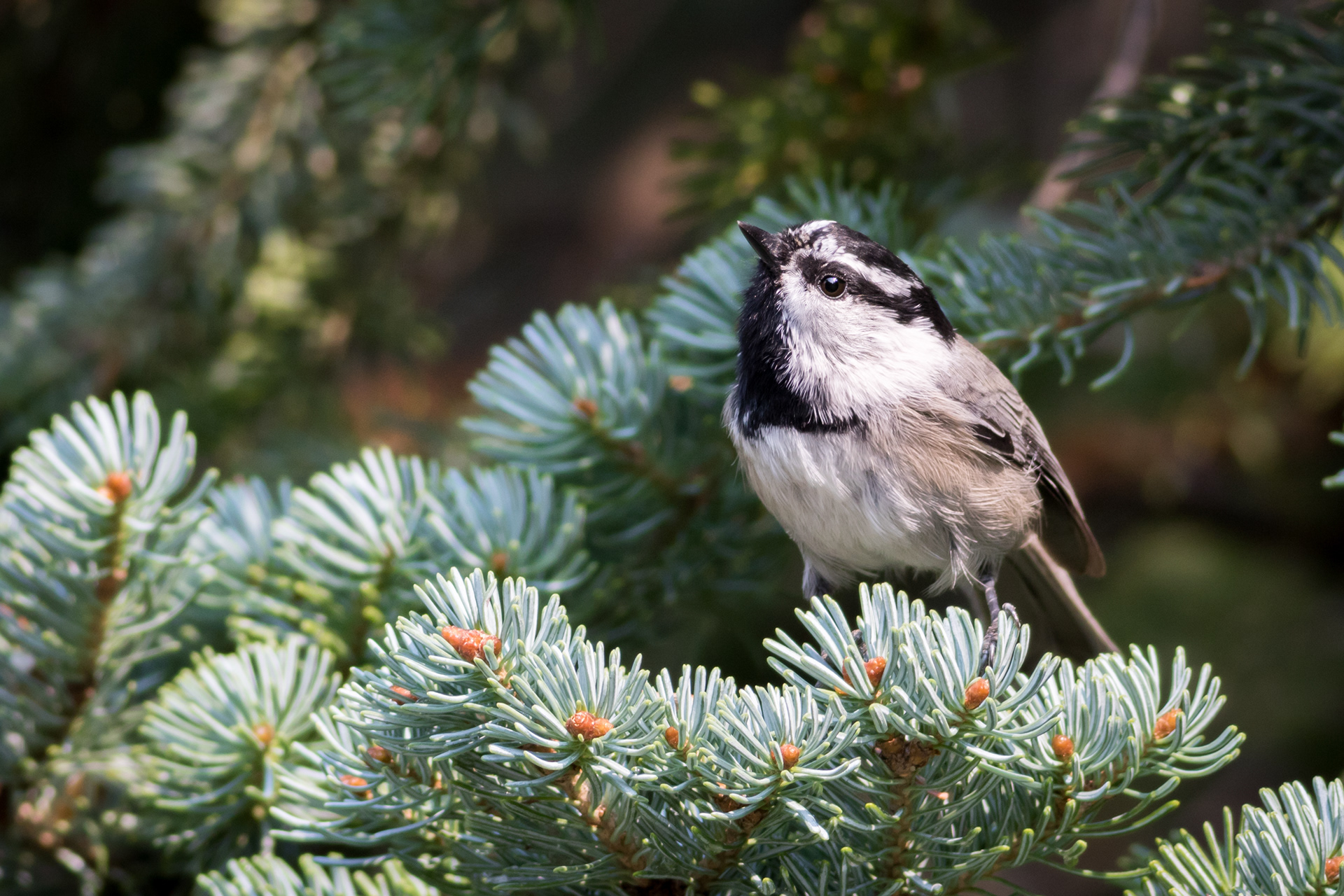 Mountain Chickadee