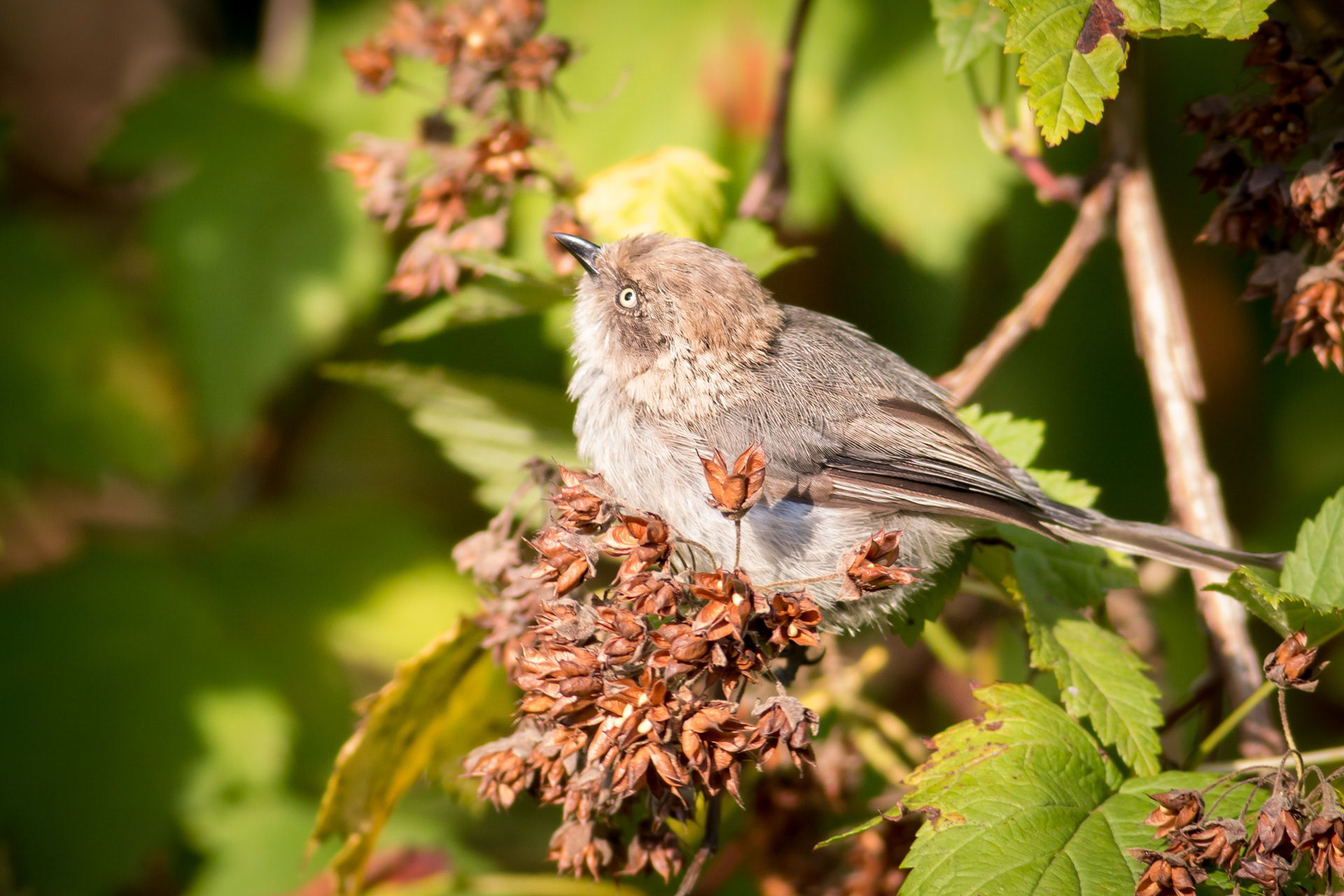 Bushtit - female - BC