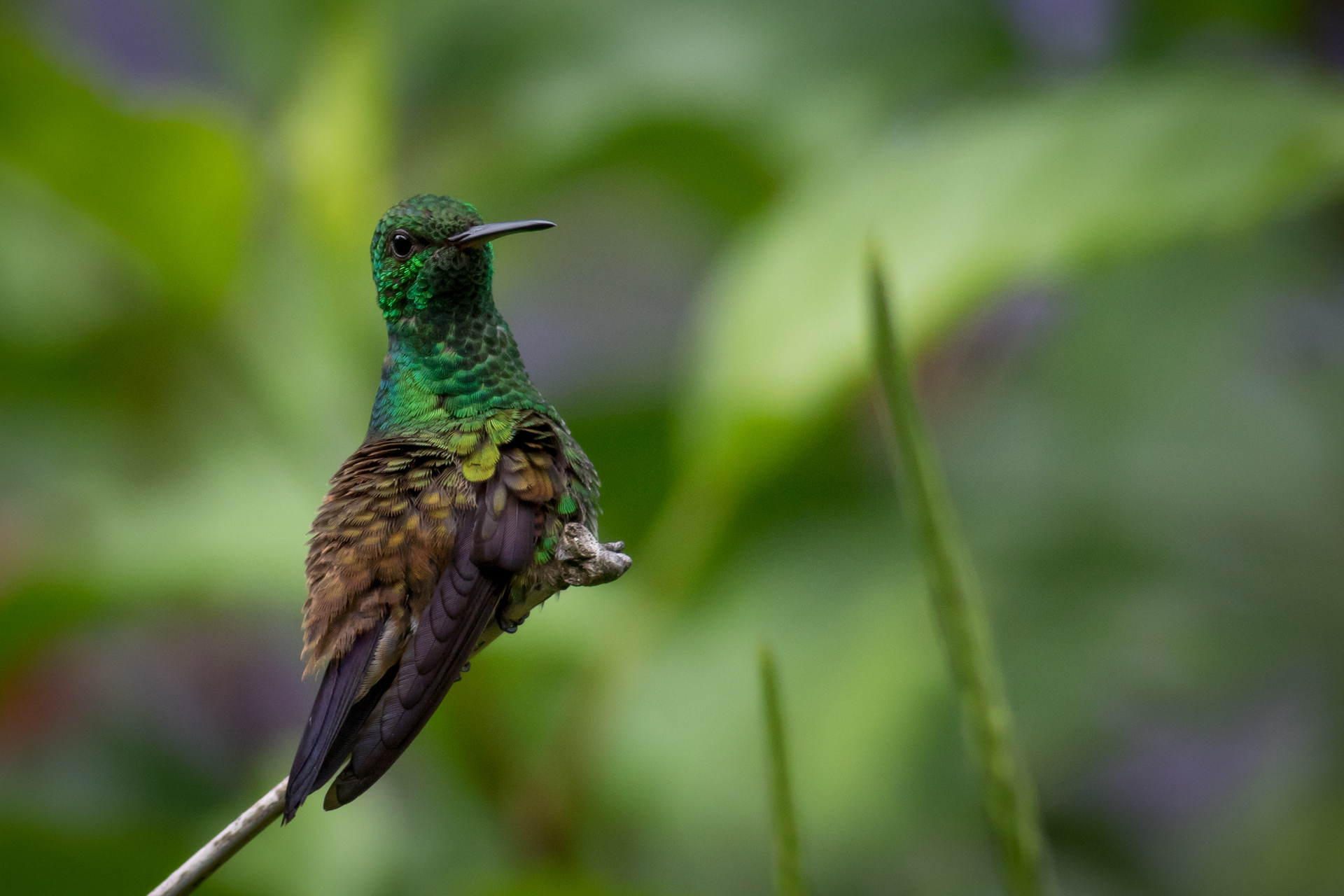 Copper-rumped Hummingbird