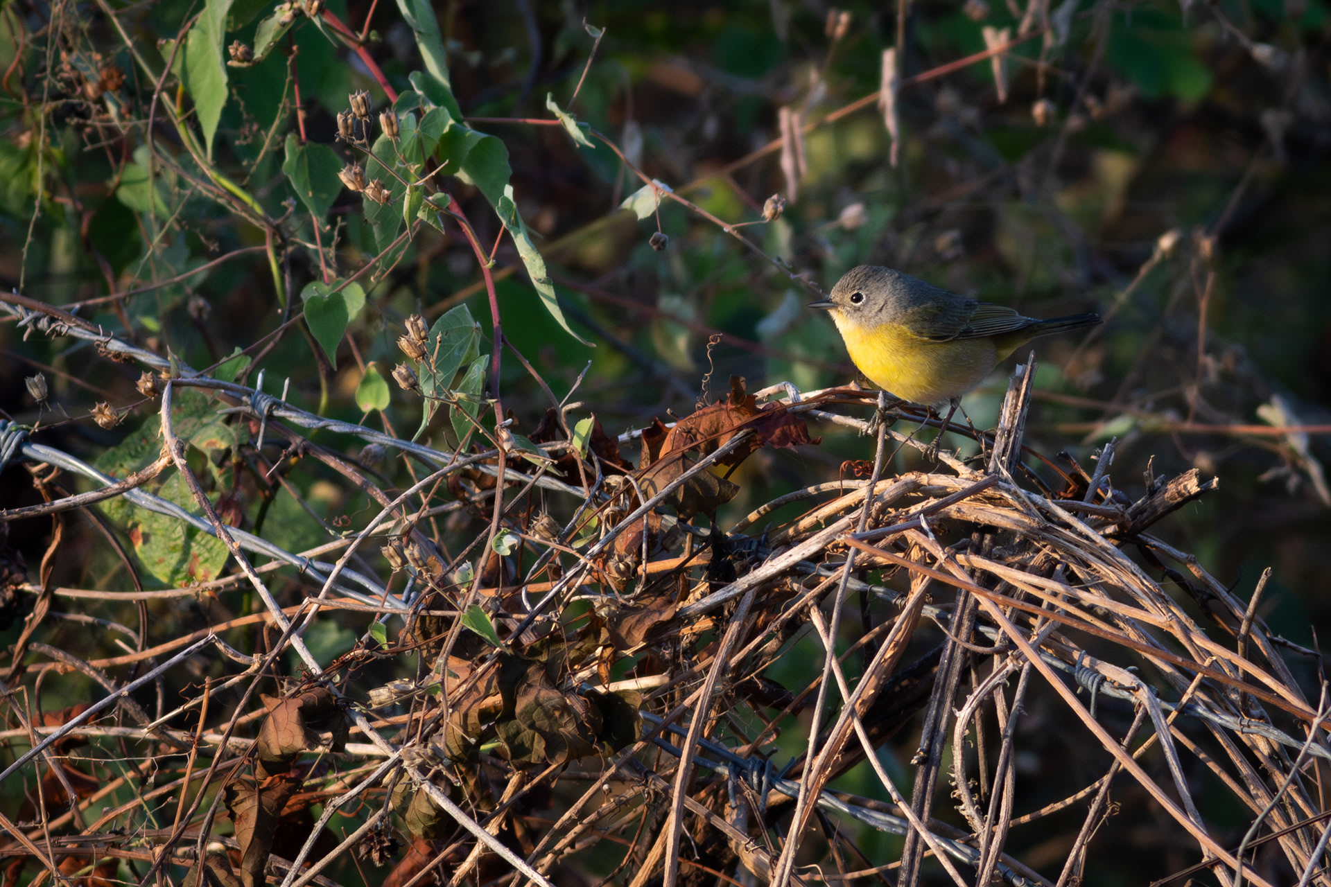 Nashville Warbler - Nayarit