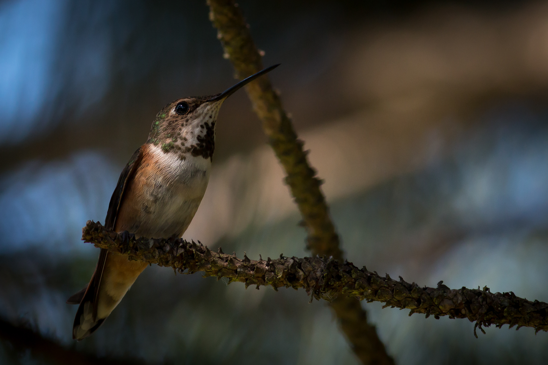 Rufous Hummingbird - female - BC