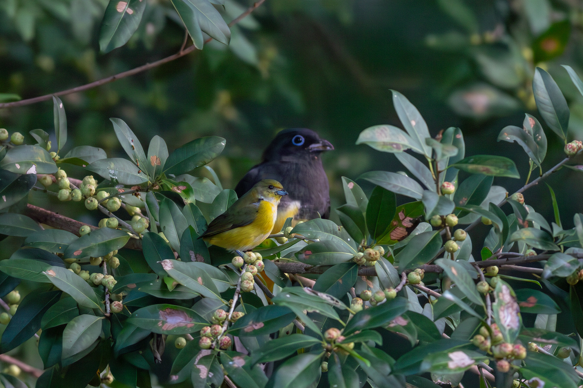 Yellow-throated Euphonia, female & Black-headed Trogon