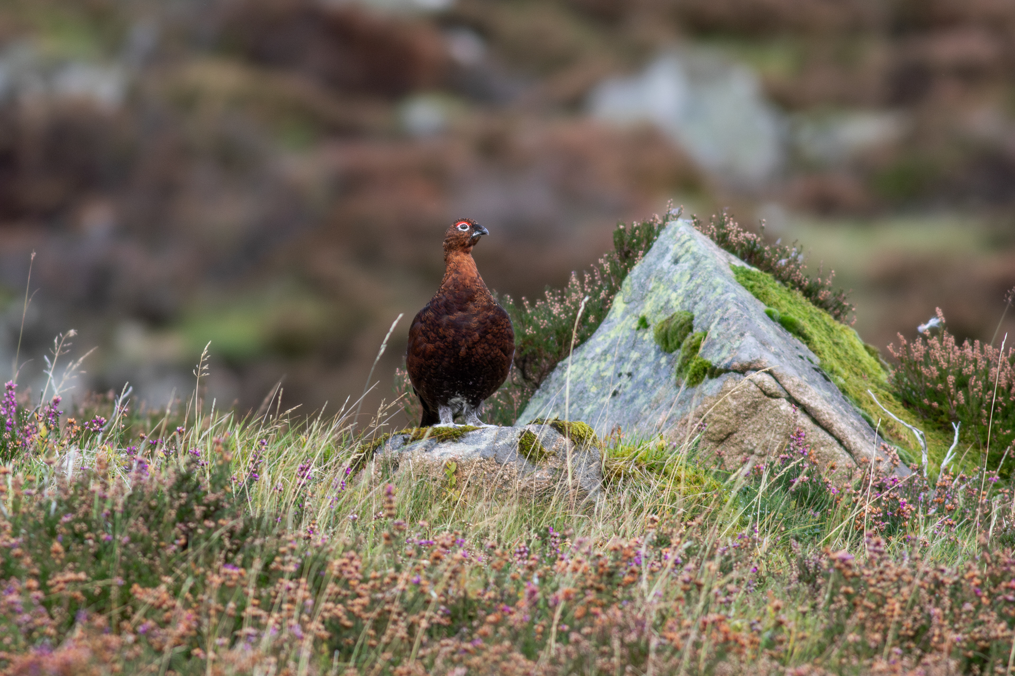 Red Grouse
