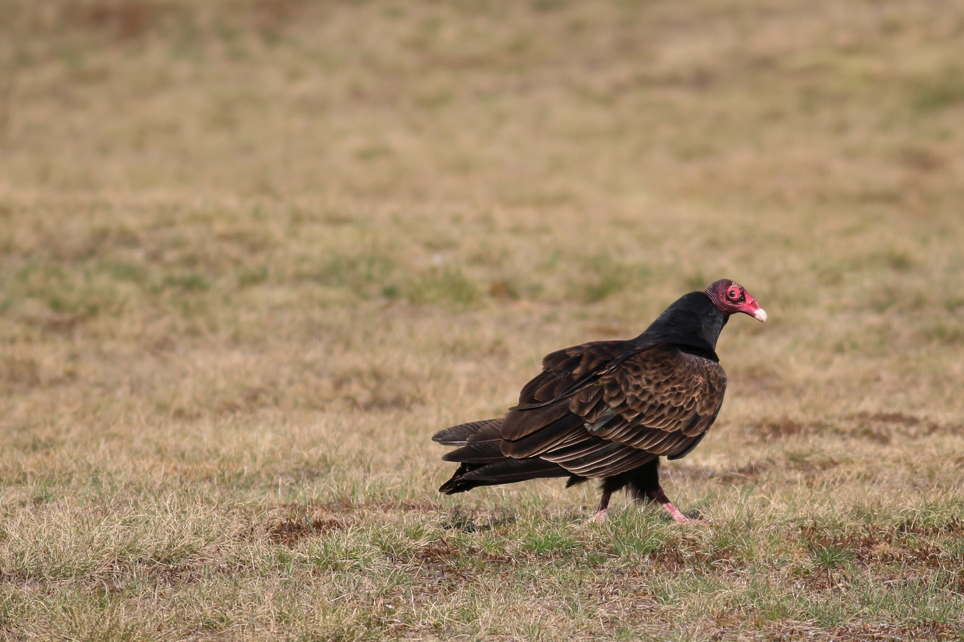 Turkey Vulture - BC