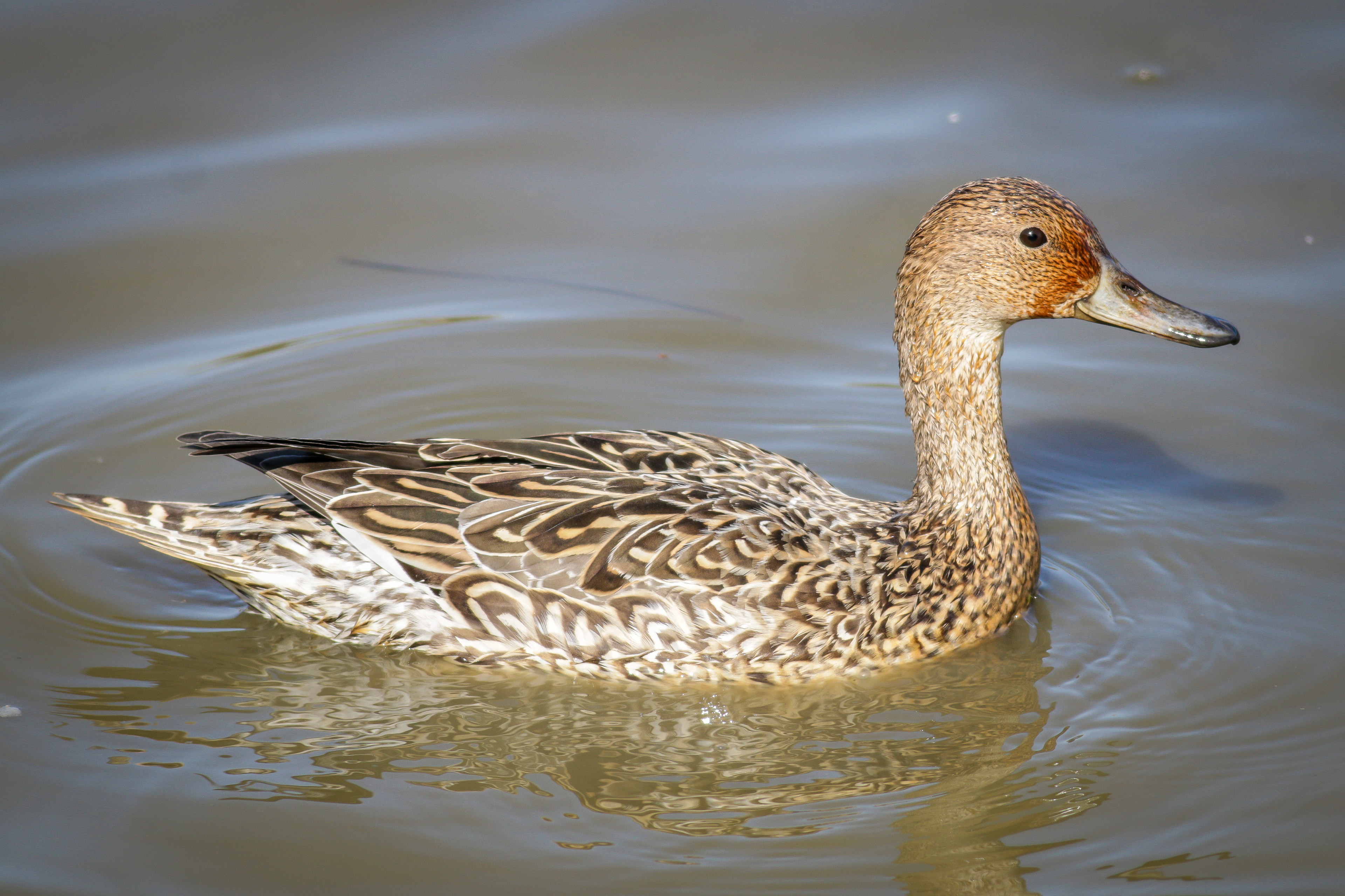 Northern Pintail - female - BC