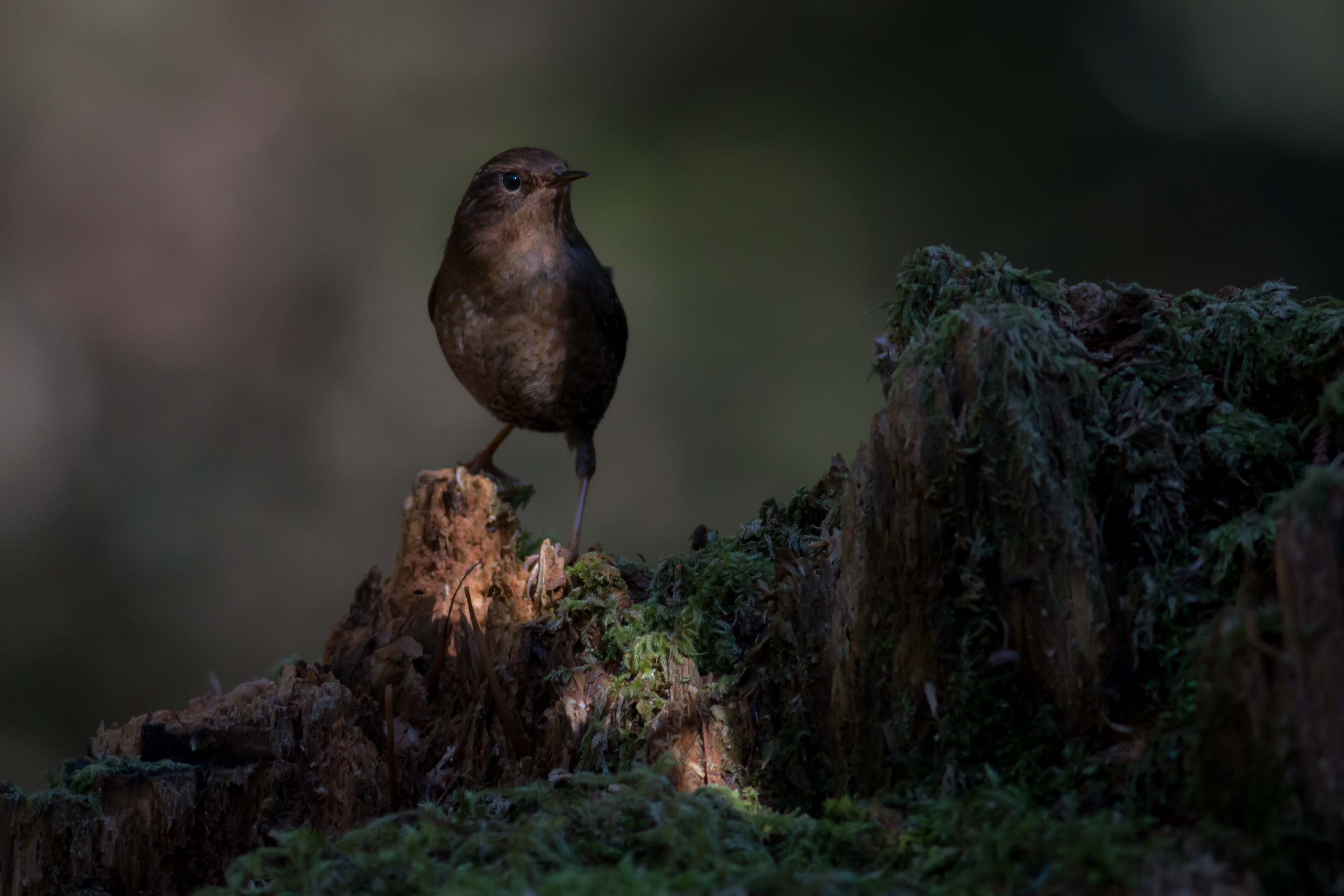 Pacific Wren - BC
