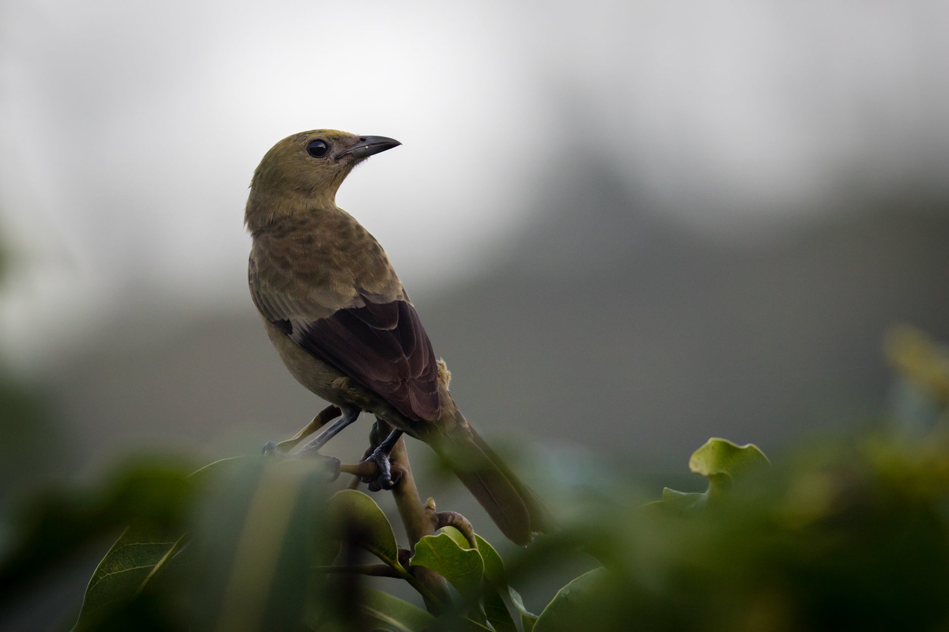 Palm Tanager
