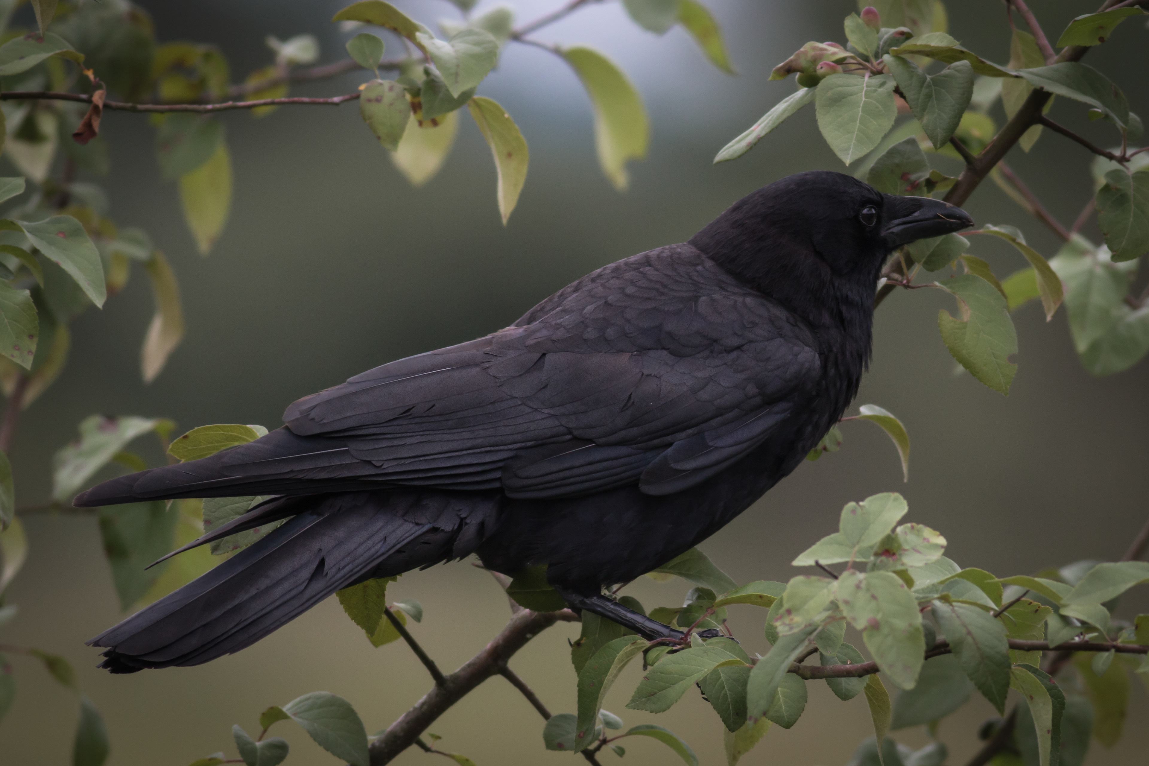 Northwestern Crow - BC