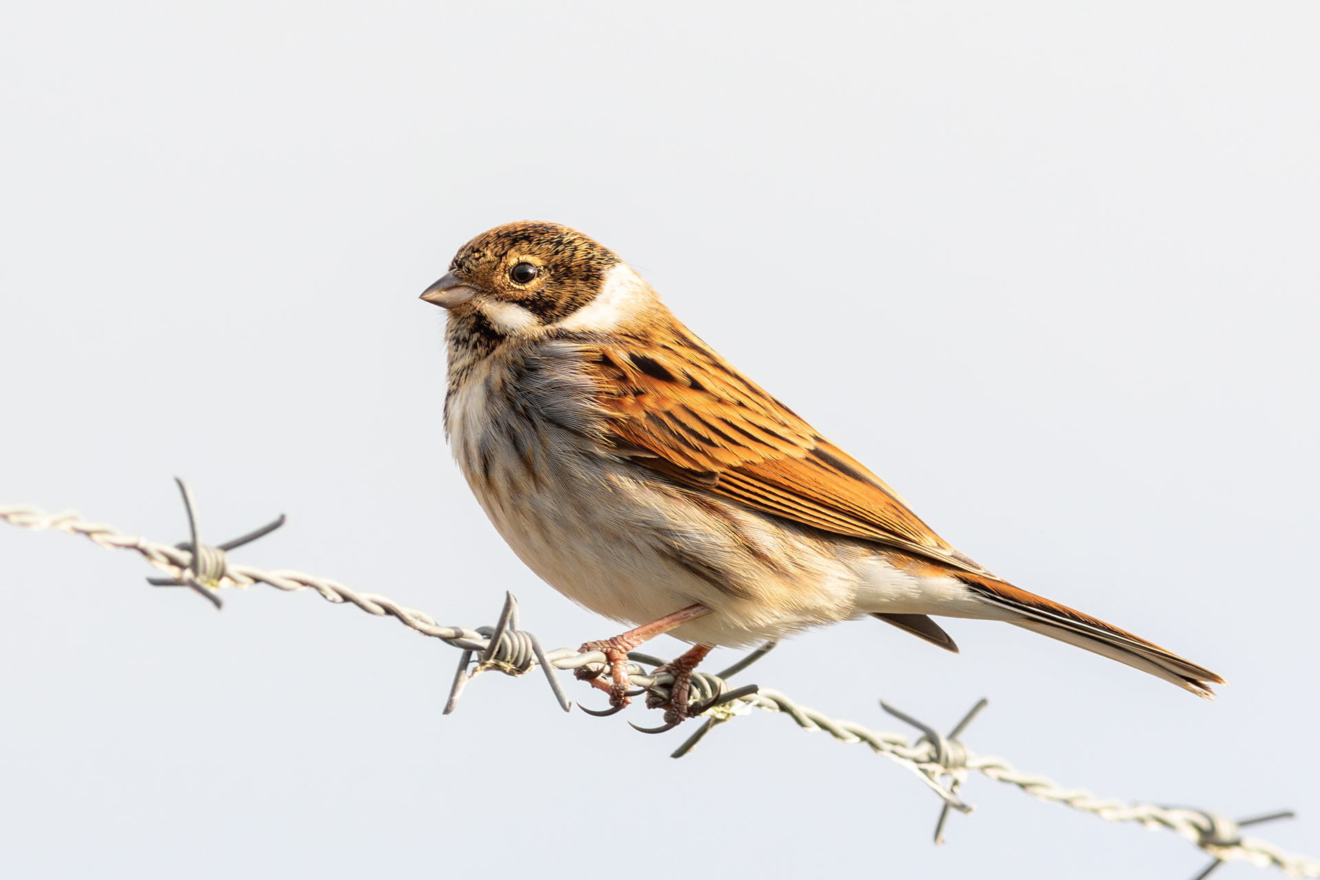 Reed Bunting