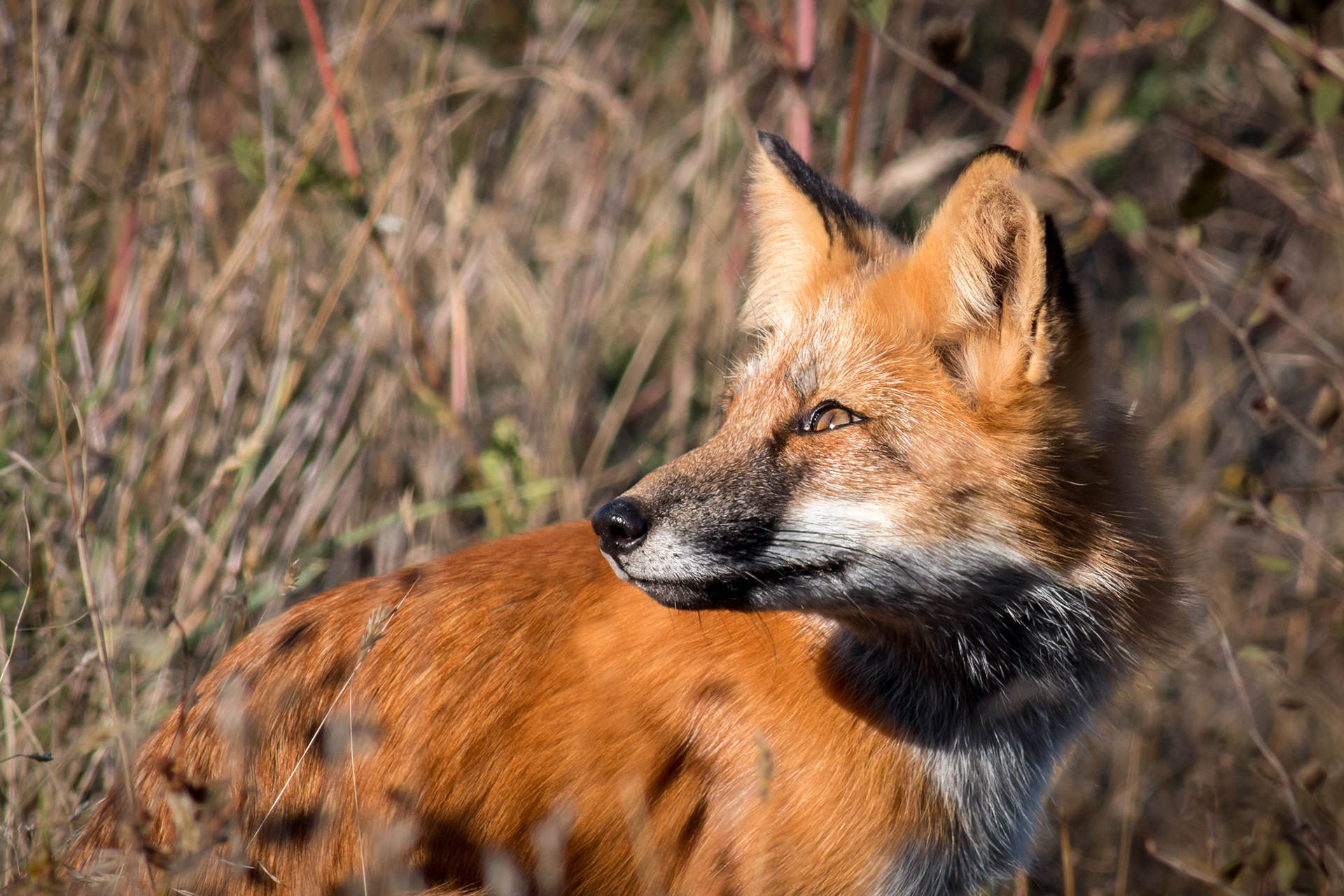 Red Fox - Washington