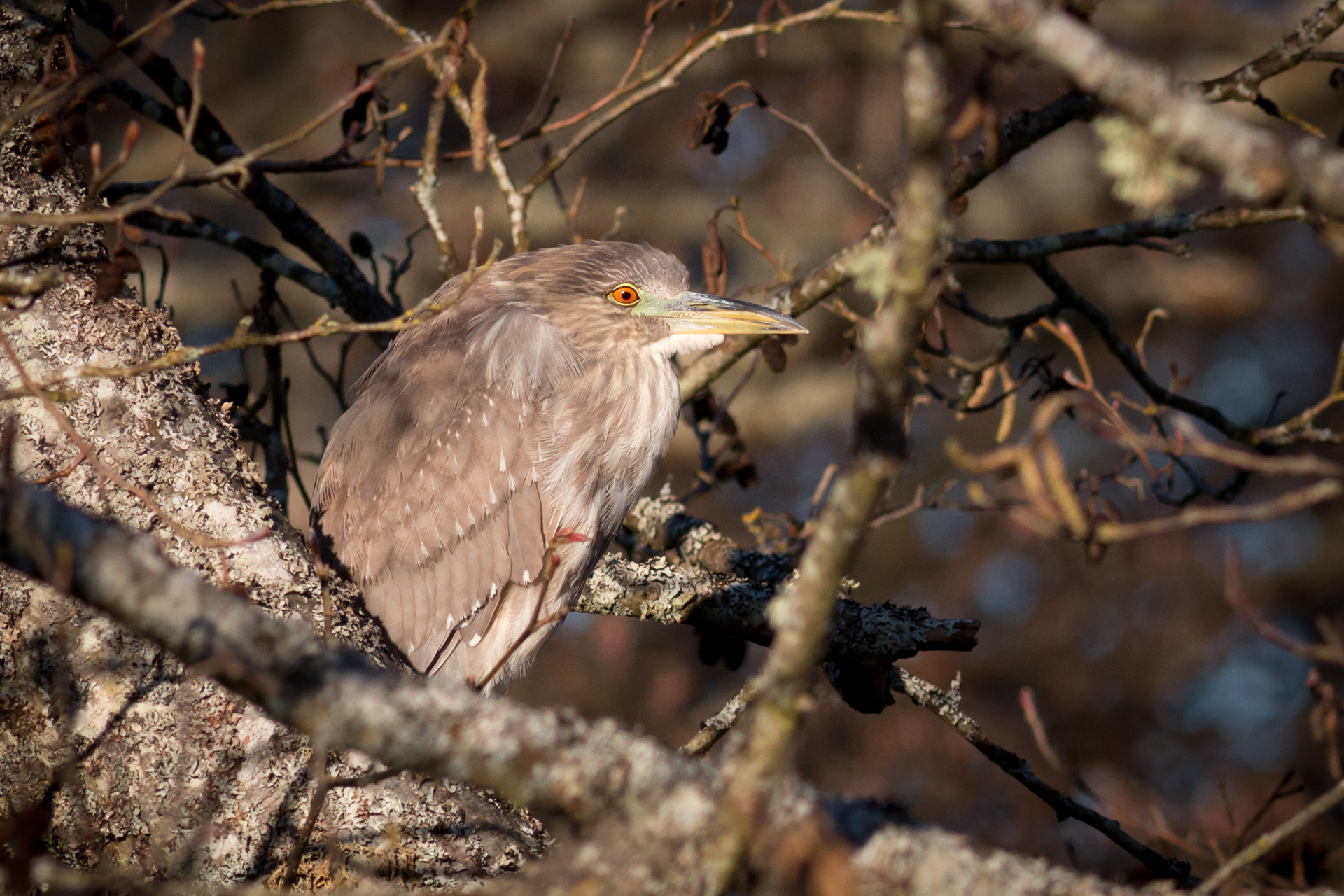 Black-crowned Night Heron - BC