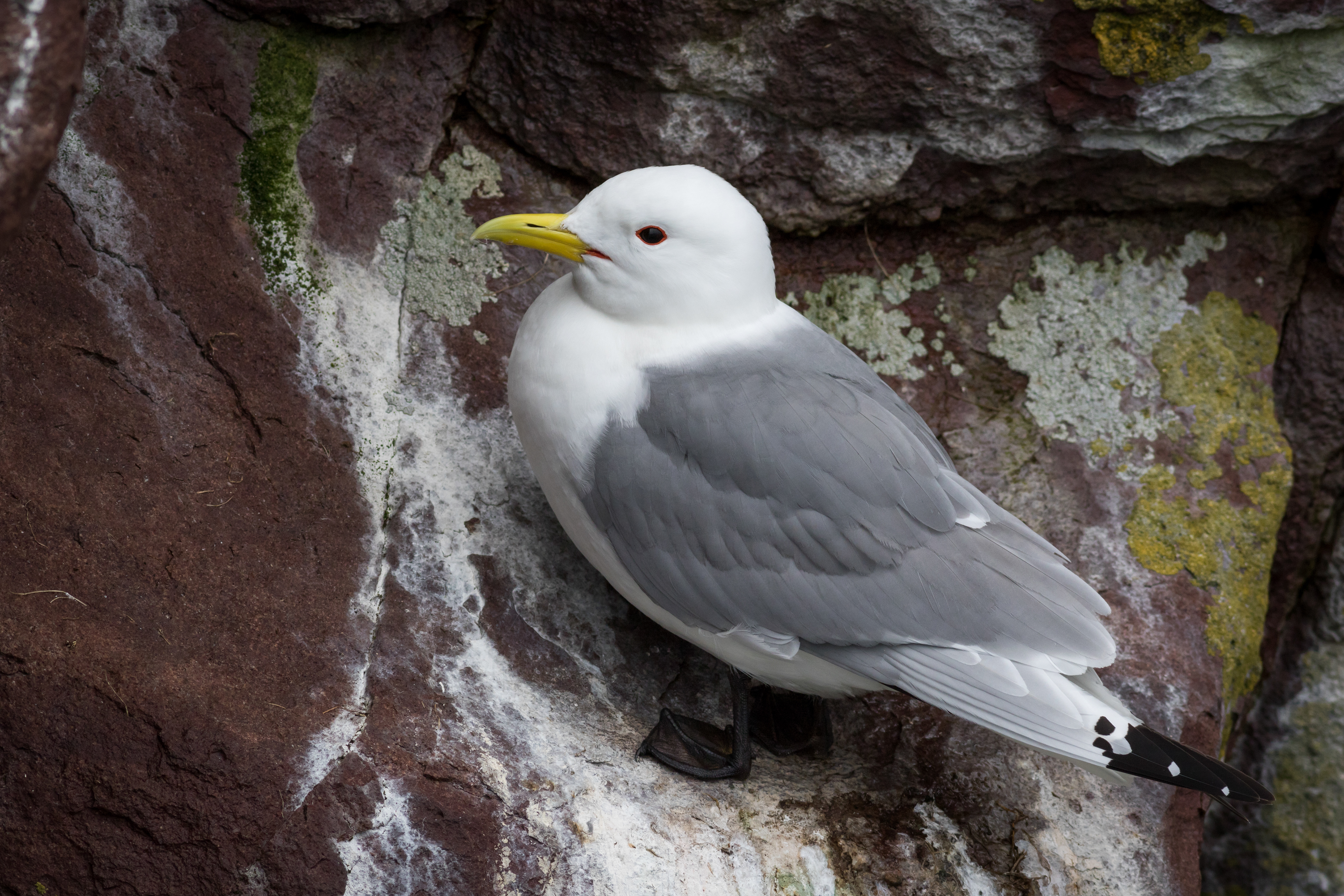 Black-legged Kittiwake - Newfoundland