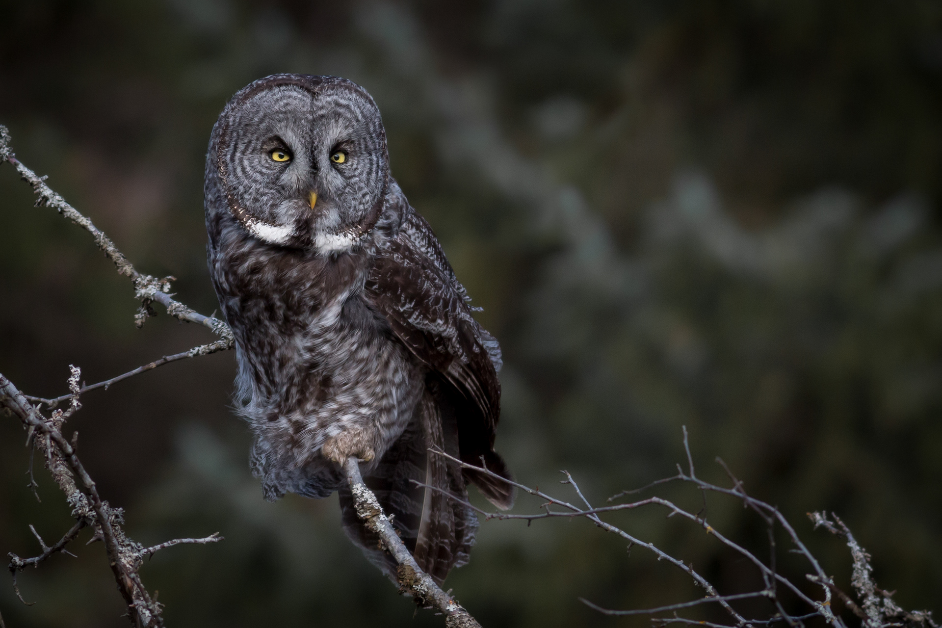 Great-grey Owl - BC