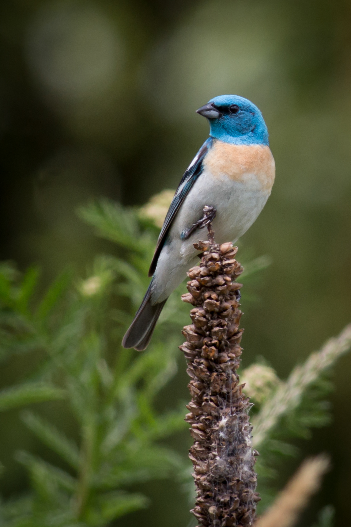 Lazuli Bunting, male