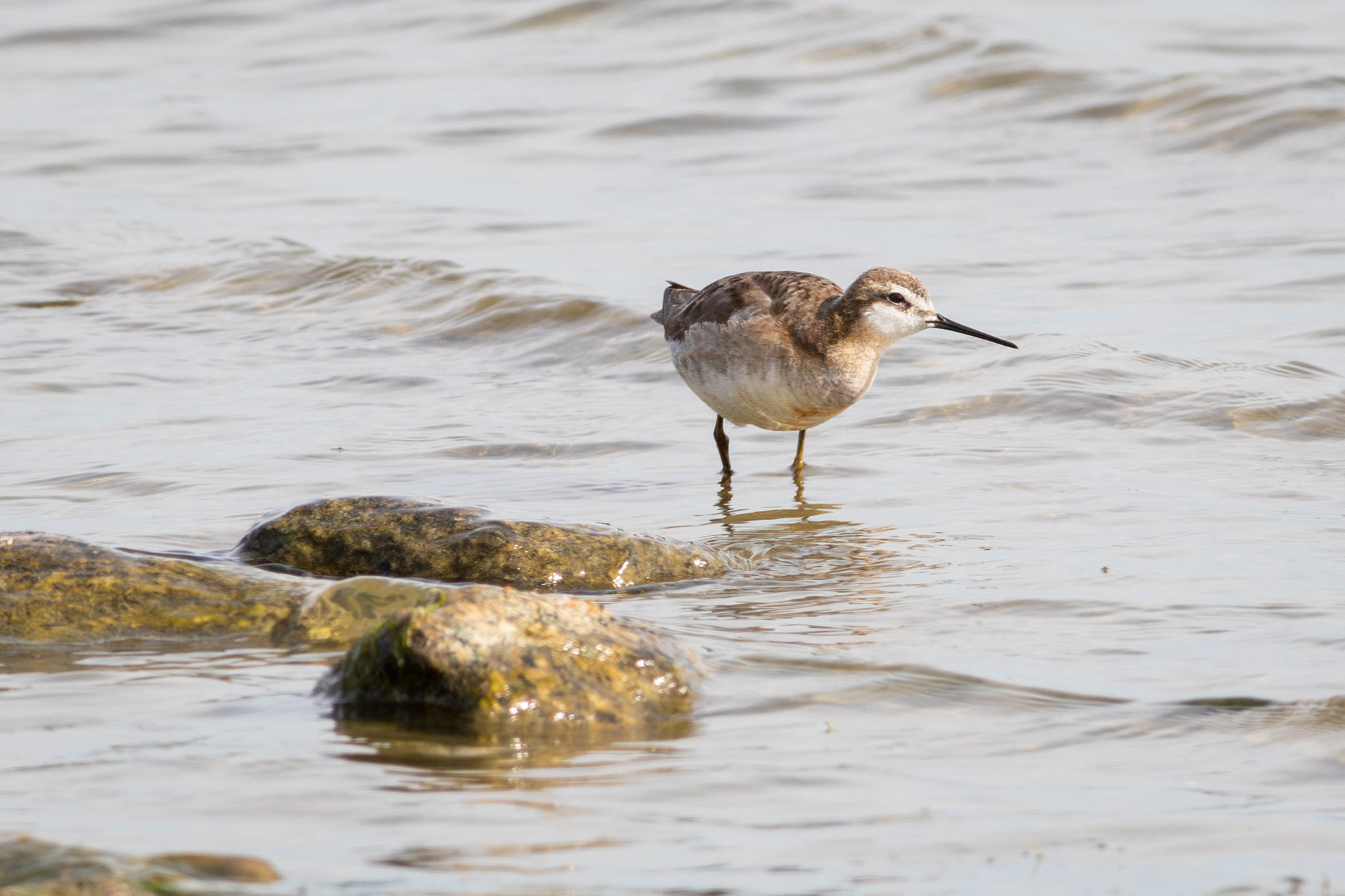 Wilsons's Phalarope, female - Saskatchewan