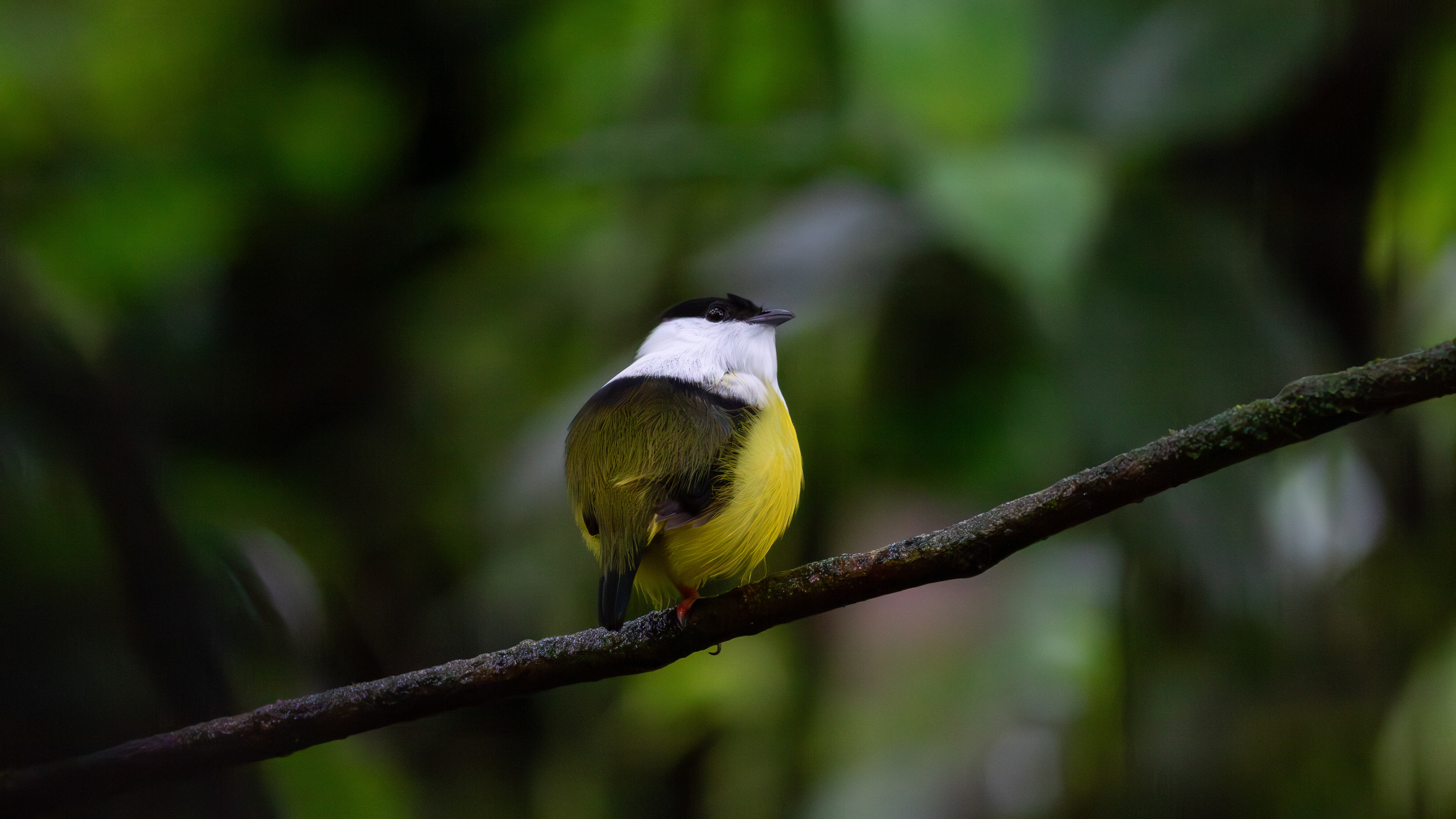 White-collared Manakin, male - Aranal Observatory