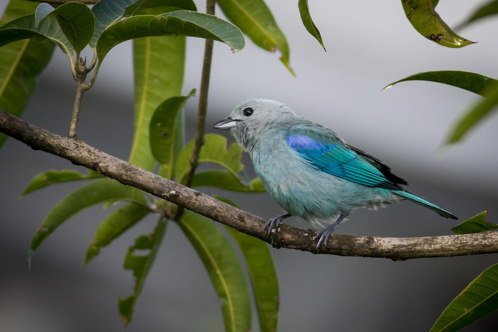 Blue-grey Tanager