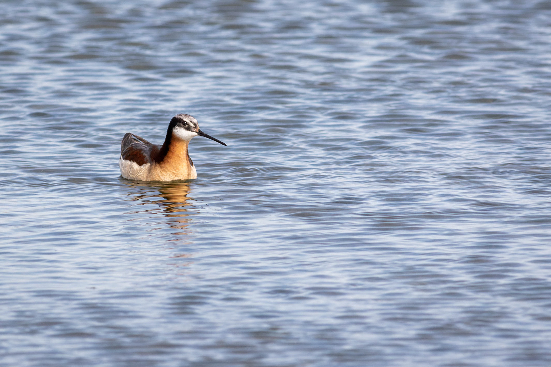 Wilsons's Phalarope, male - Saskatchewan
