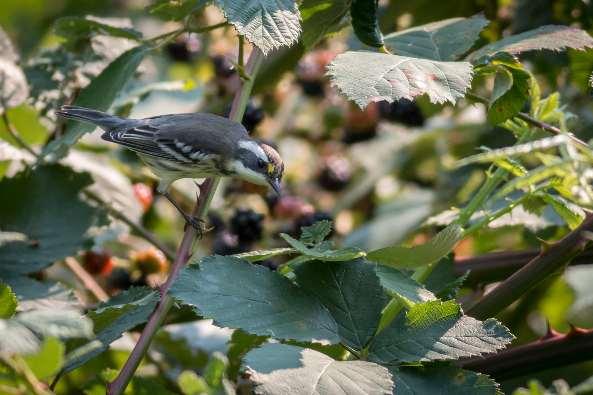Black-throated Grey Warbler - BC