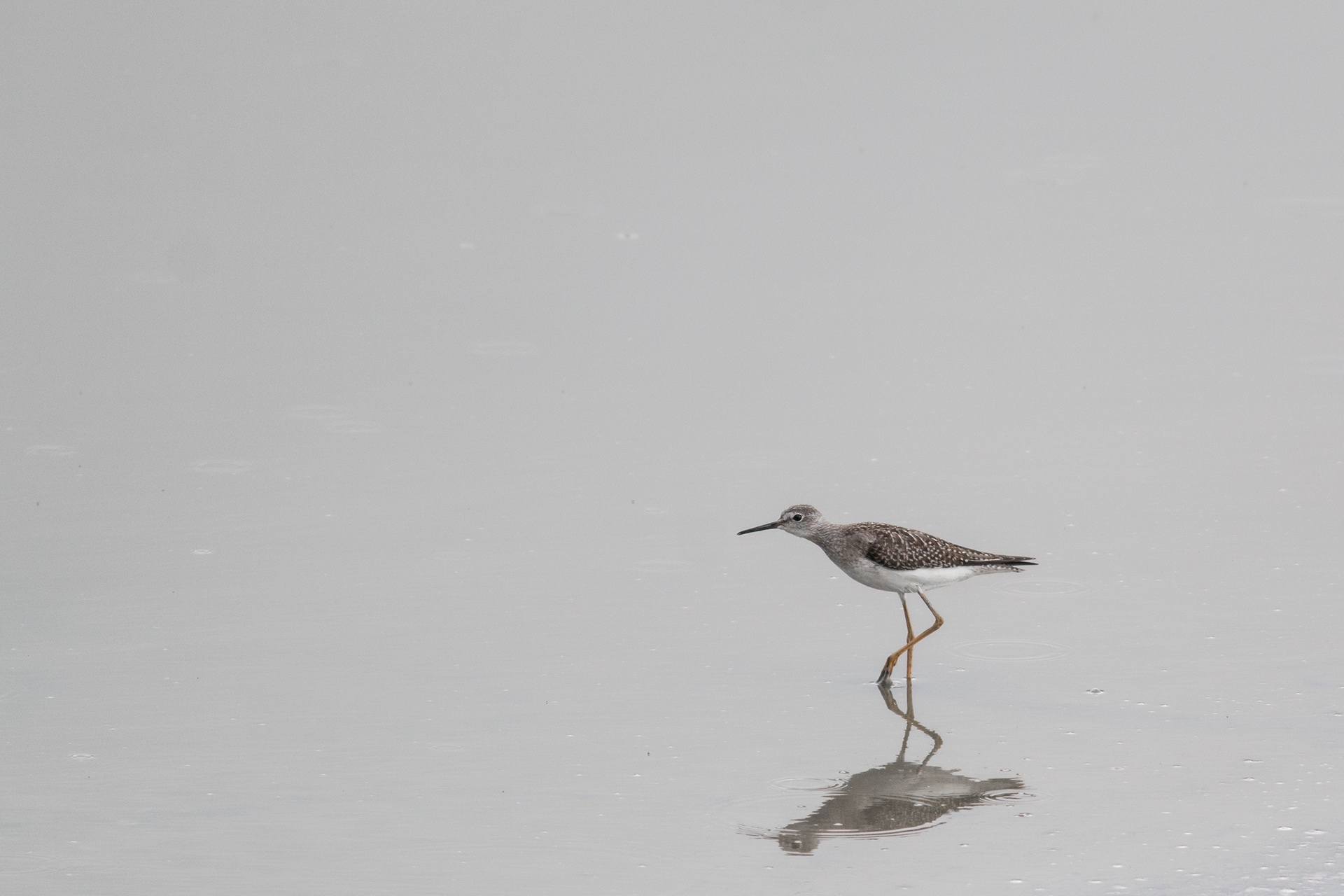 Lesser Yellowlegs - BC