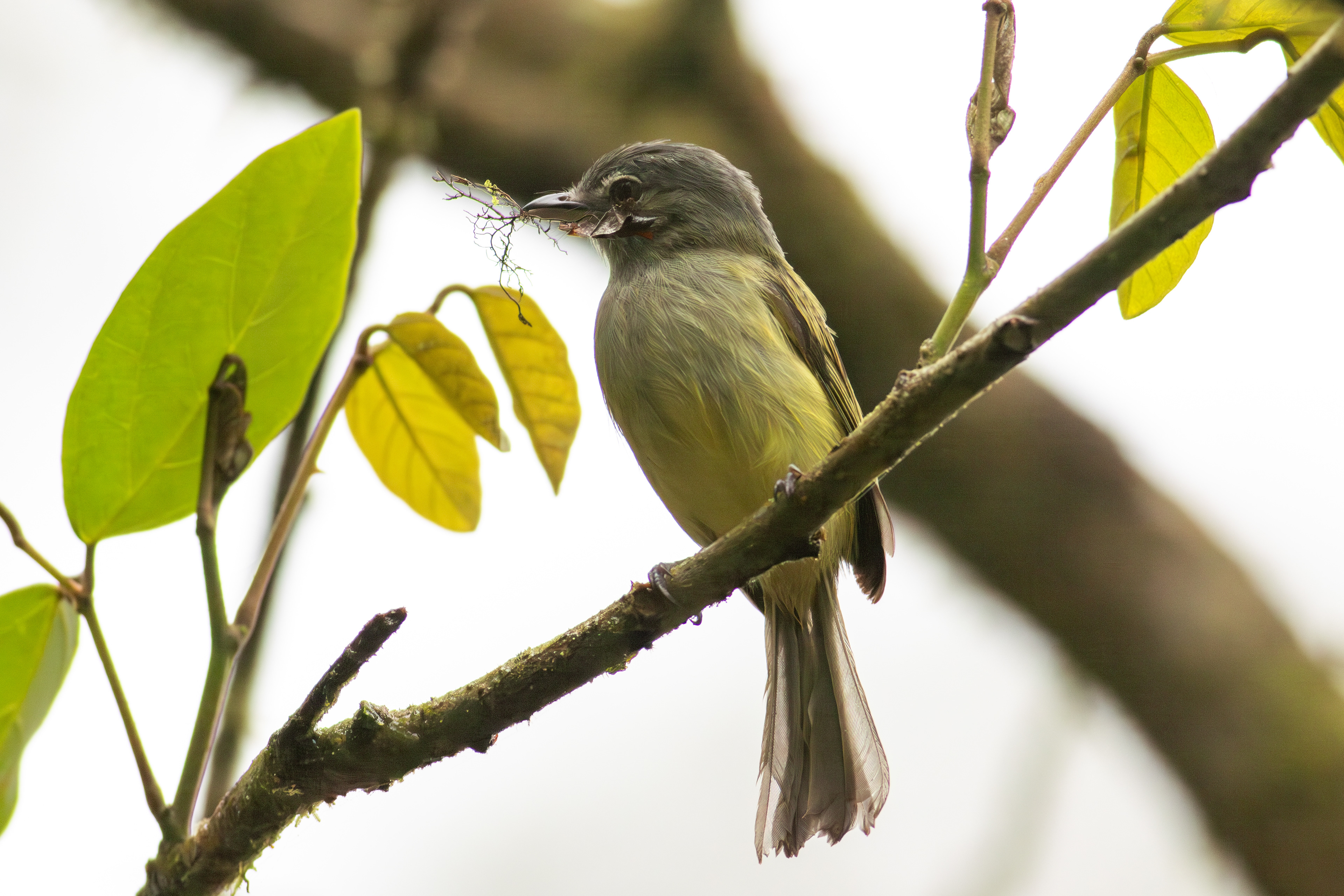 Yellow-olive Flatbill  - Aranal Observatory