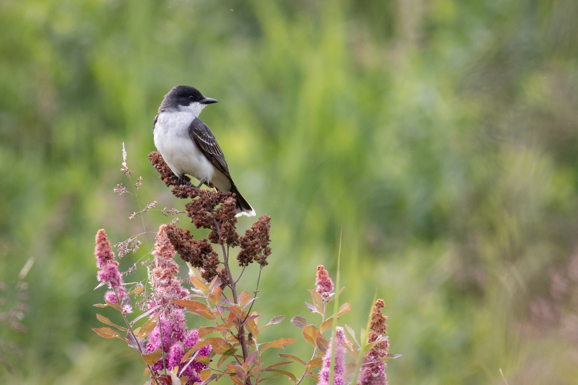 Eastern Kingbird - BC
