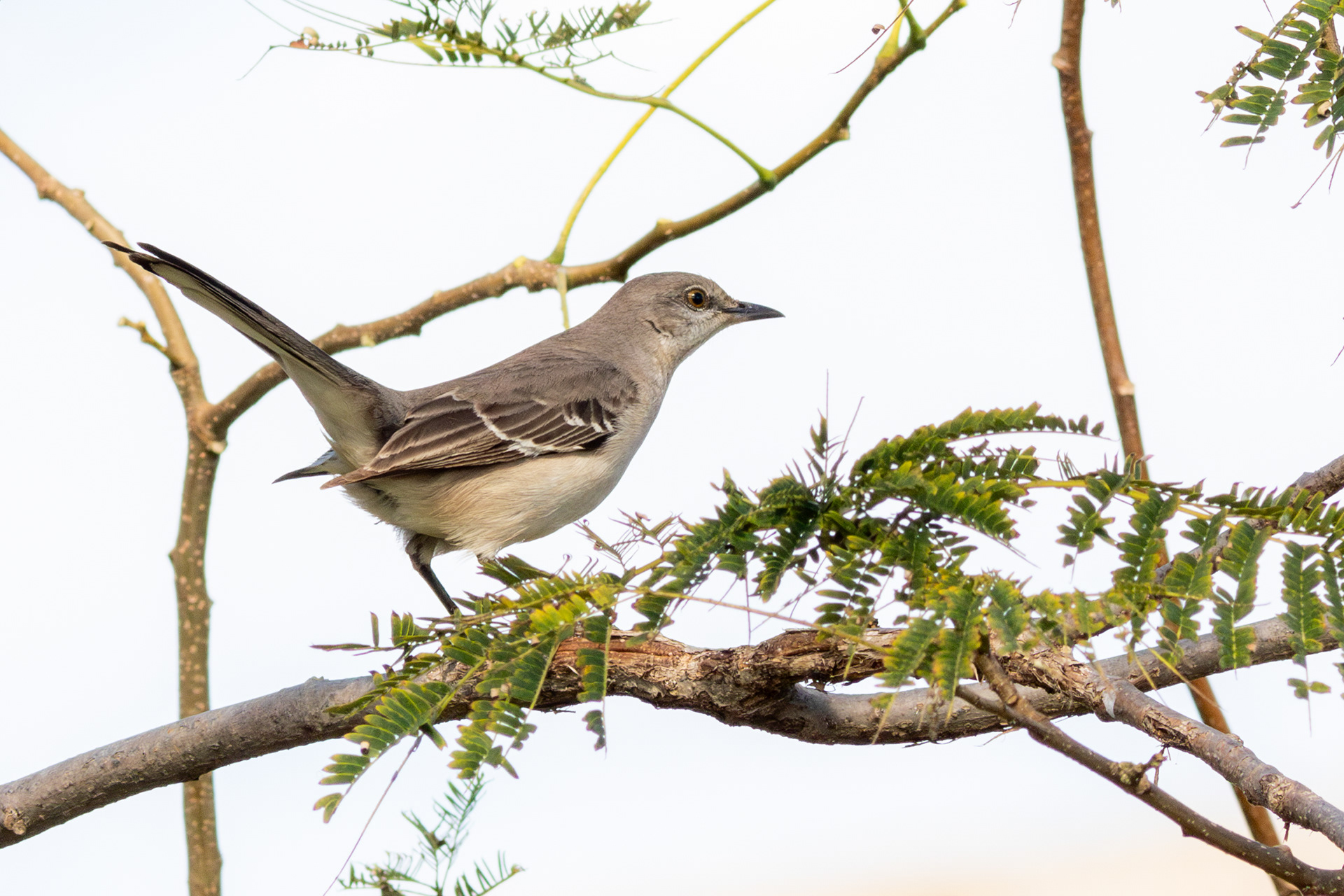 Northern Mockingbird - Nayarit