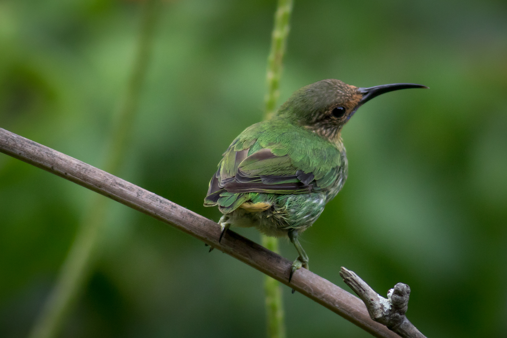 Purple Honeycreeper - female