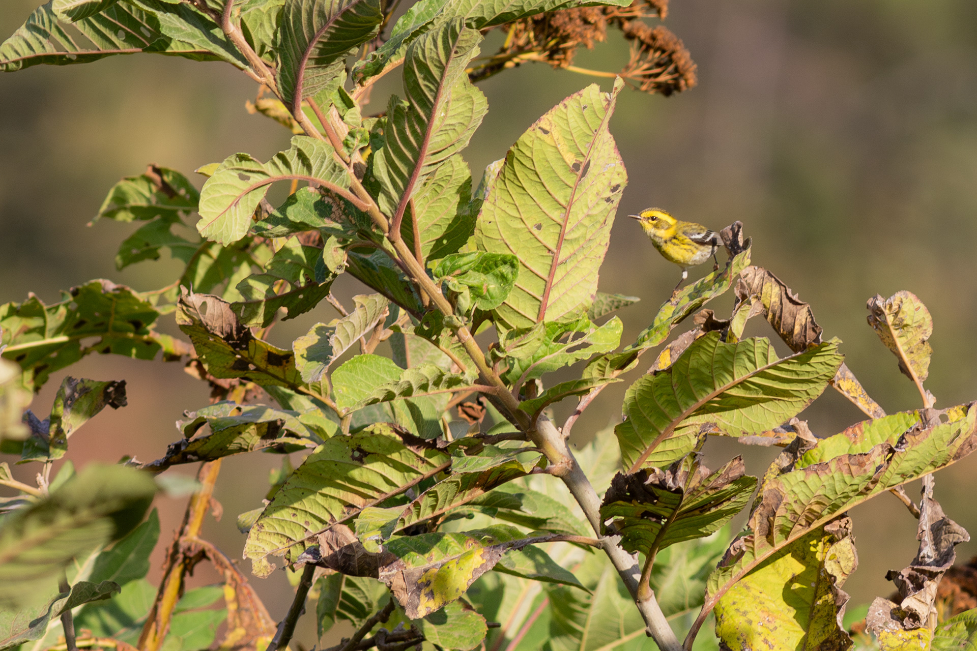 Townsend Warbler - Jalisco