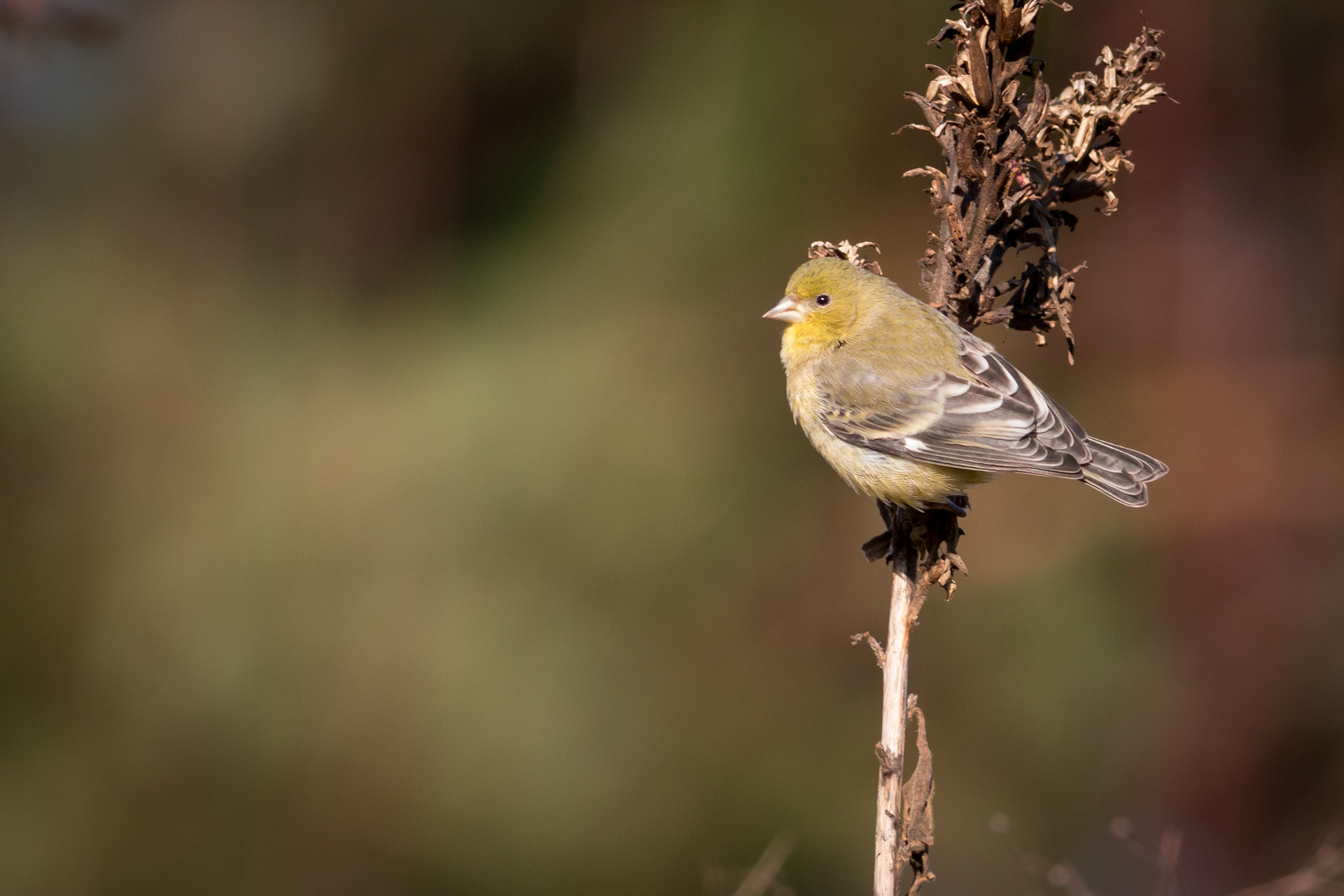 Lesser Goldfinch (vagrant) - female - BC