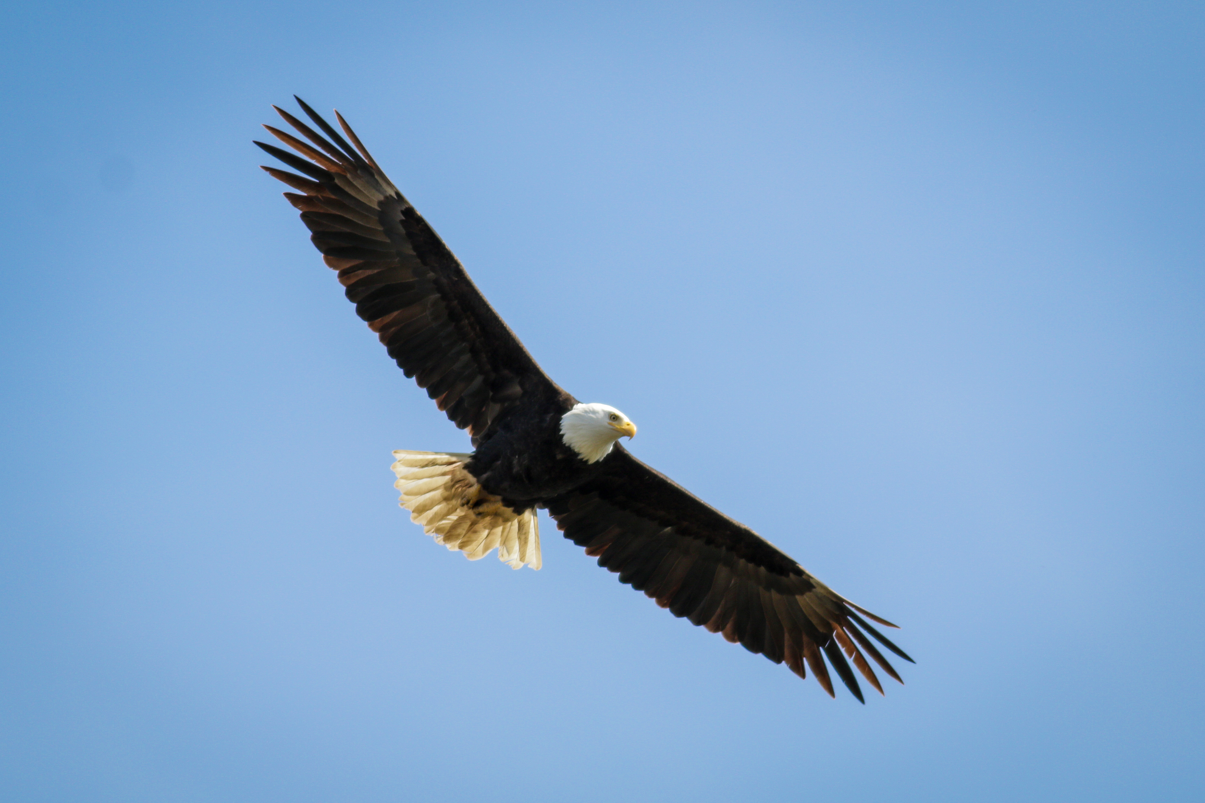 Bald Eagle - BC