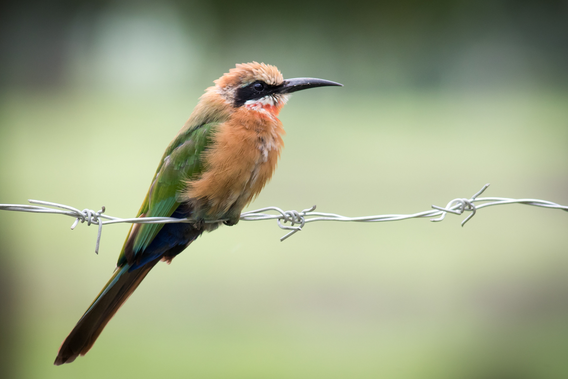 White-fronted Bee-Eater