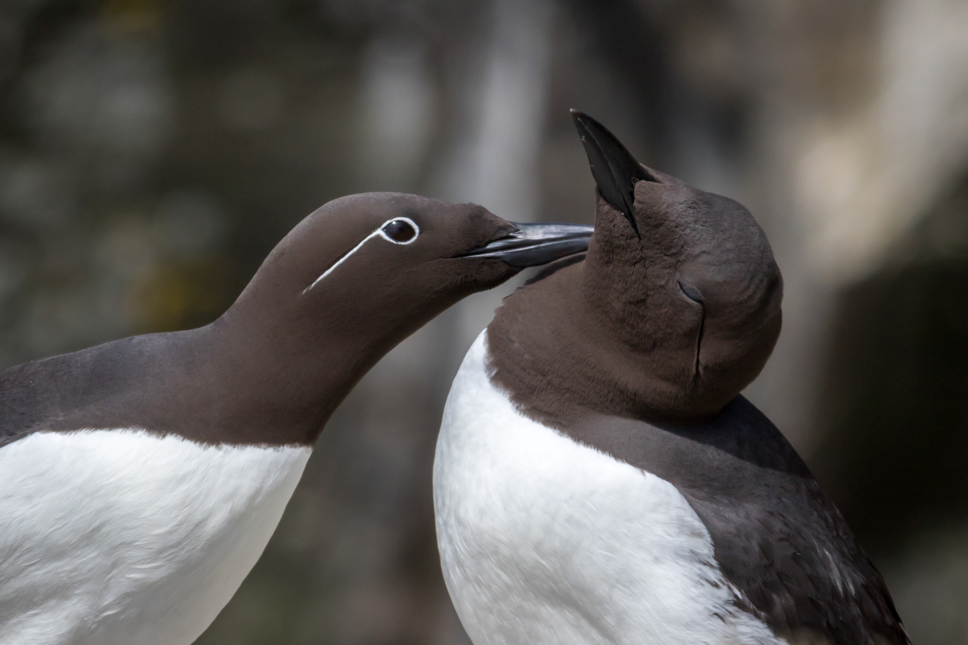Common Murre - Newfoundland