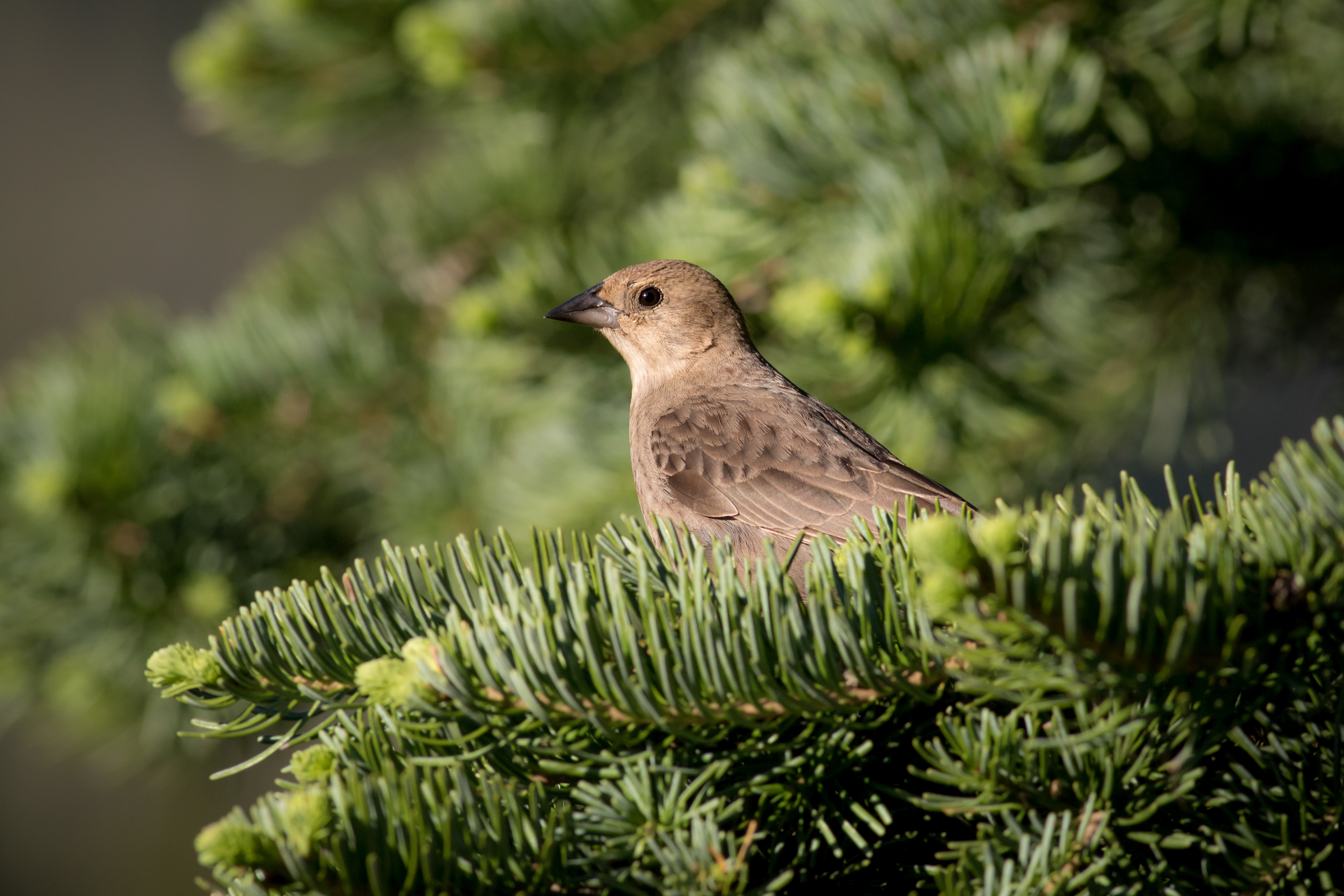 Brown-headed Cowbird - female - BC