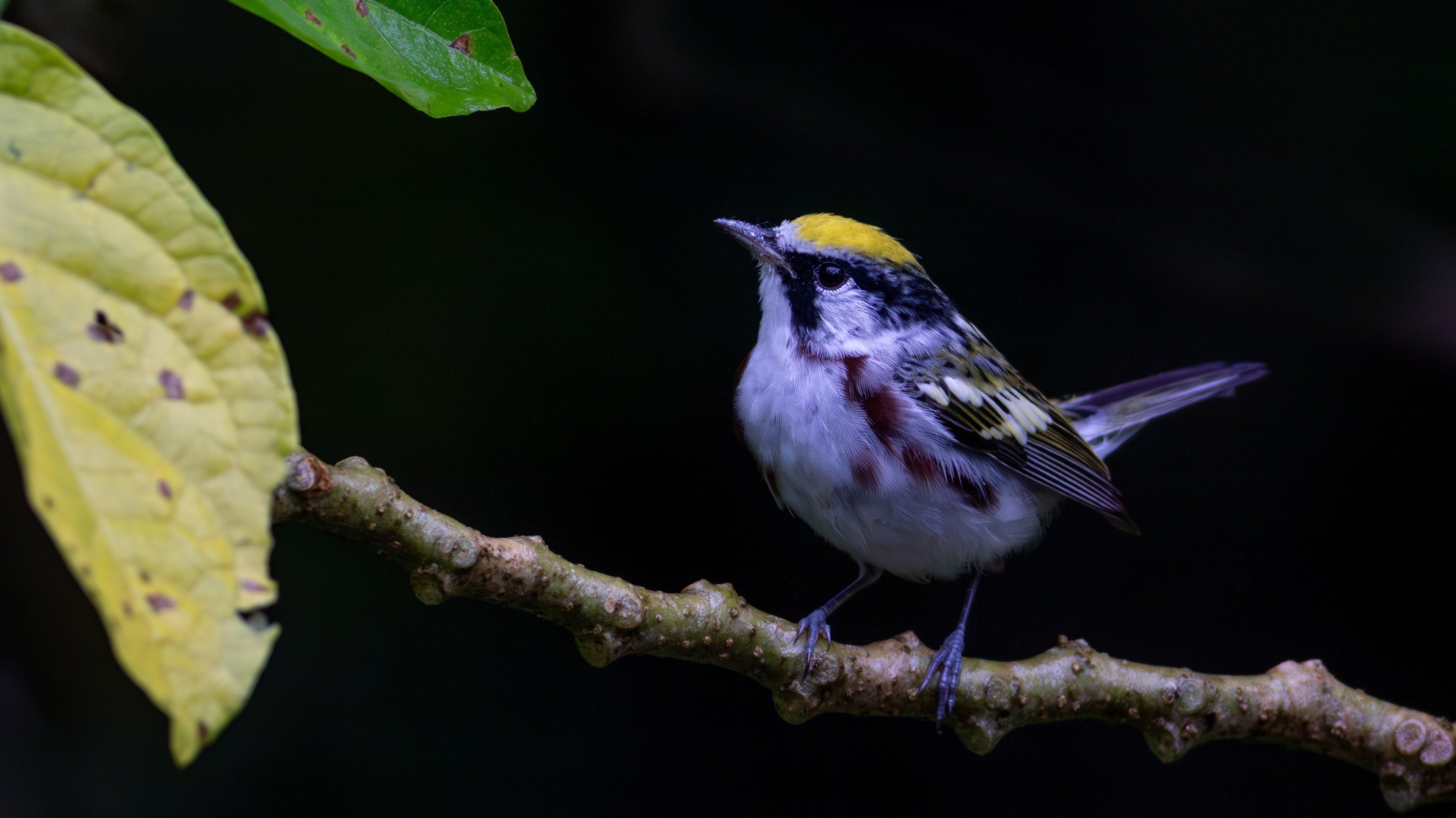 Chestnut-sided Warbler - Aranal Observatory