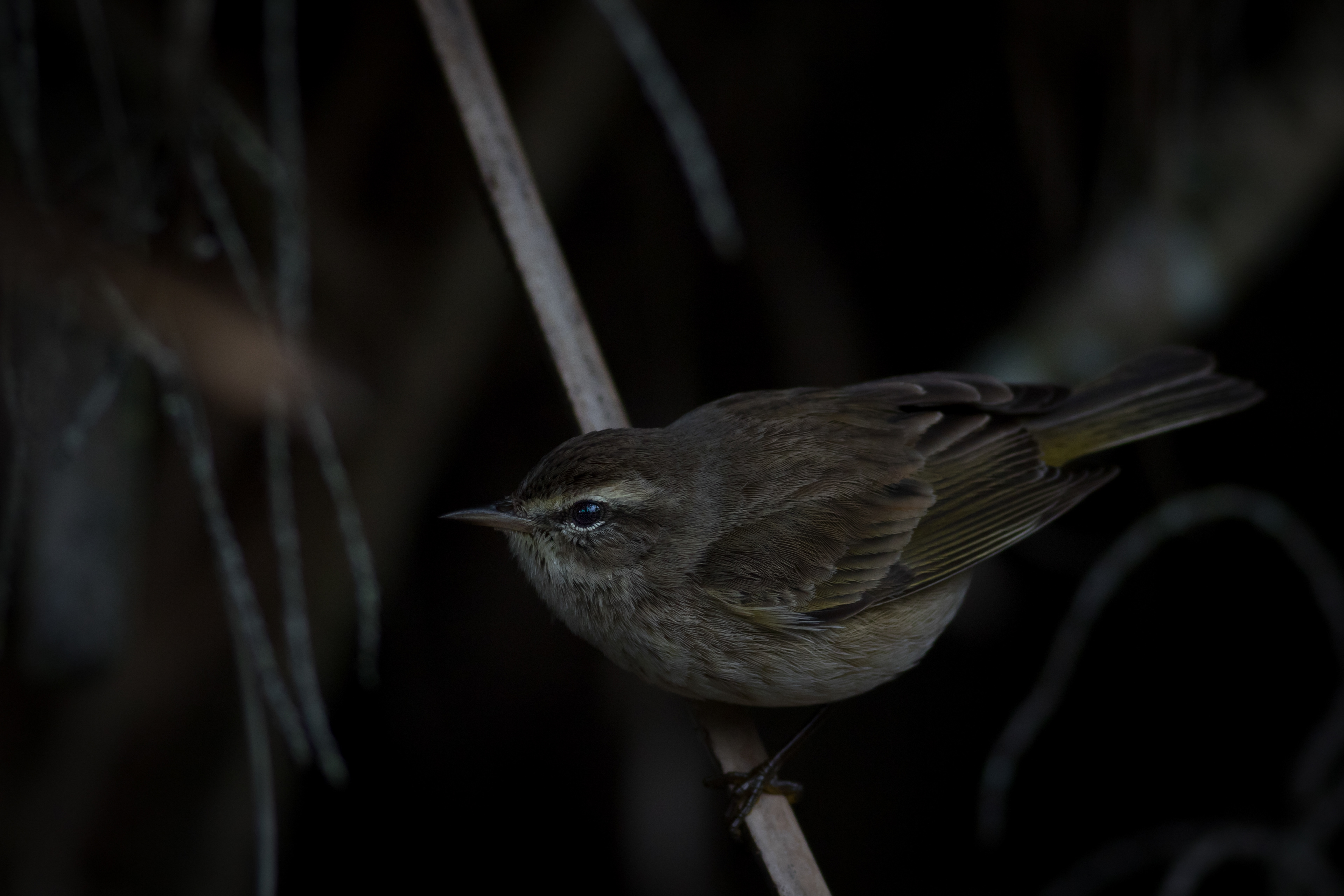 Palm Warbler - Florida