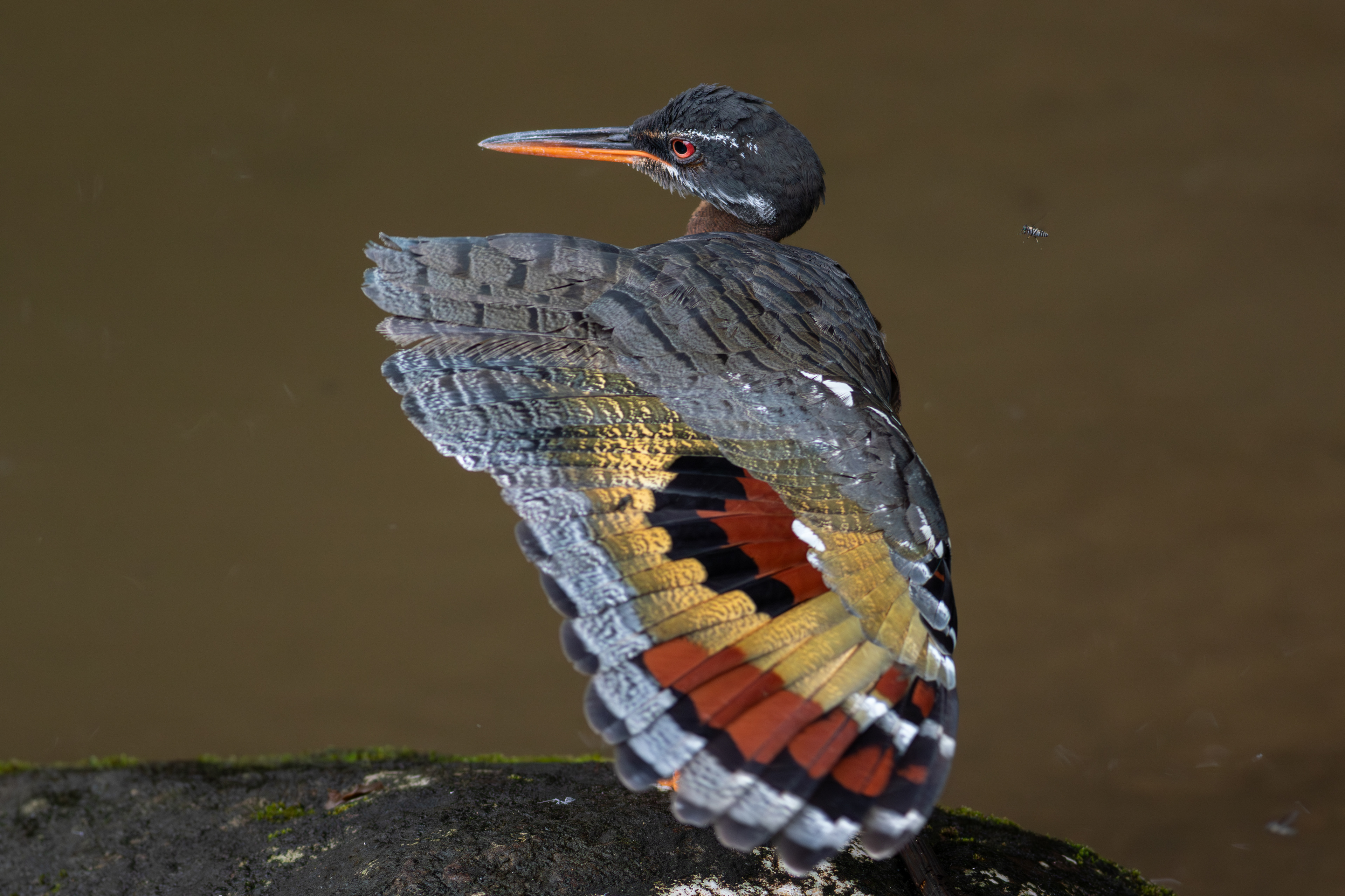 Sunbittern - Aranal Observatory