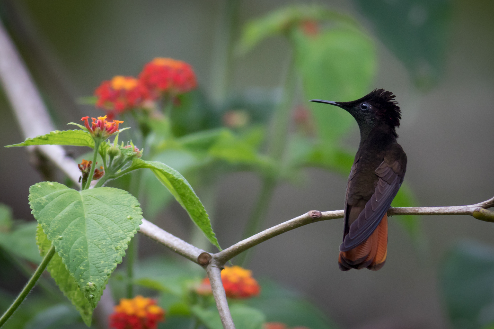 Ruby-topaz Hummingbird