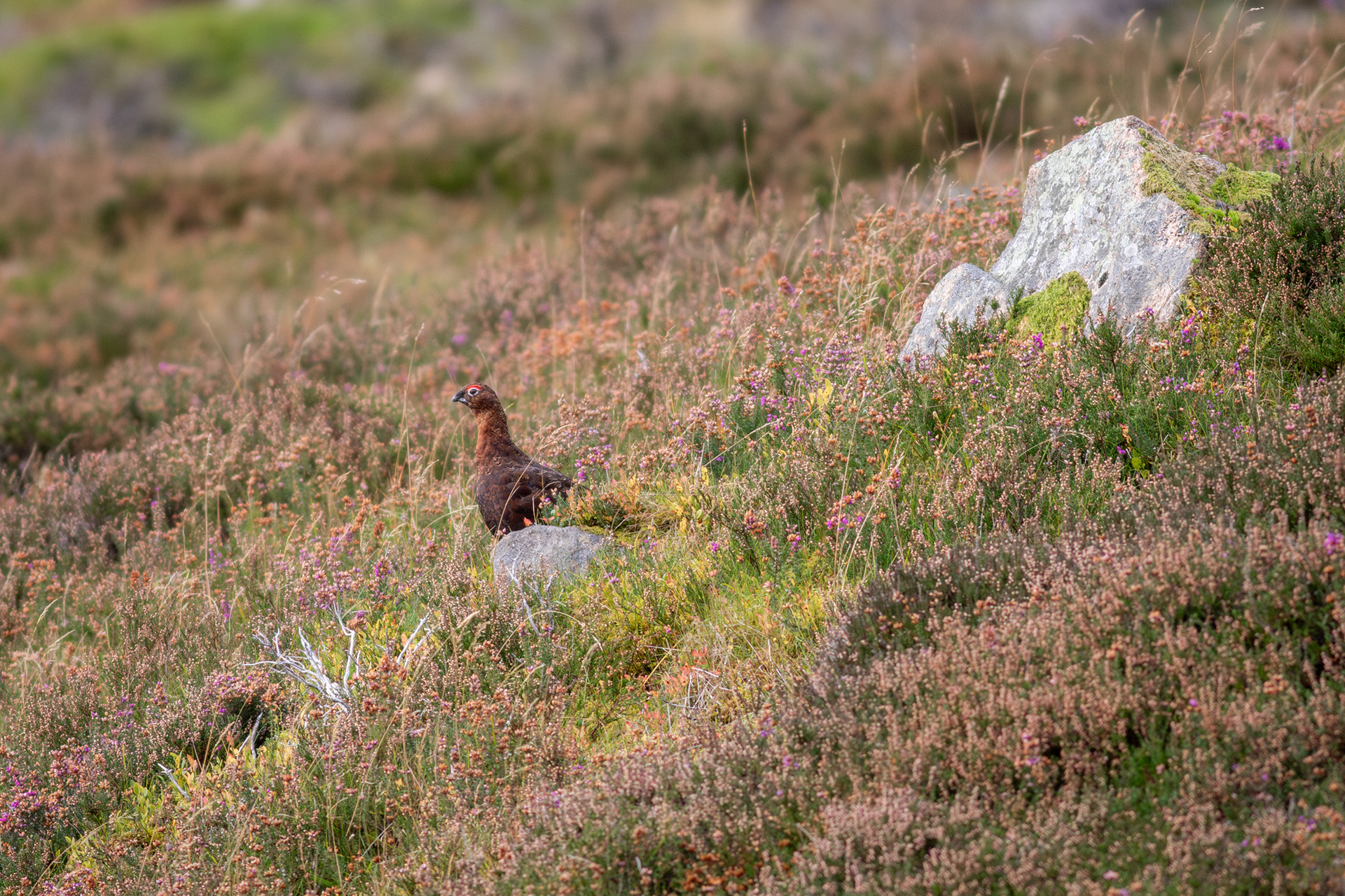 Red Grouse