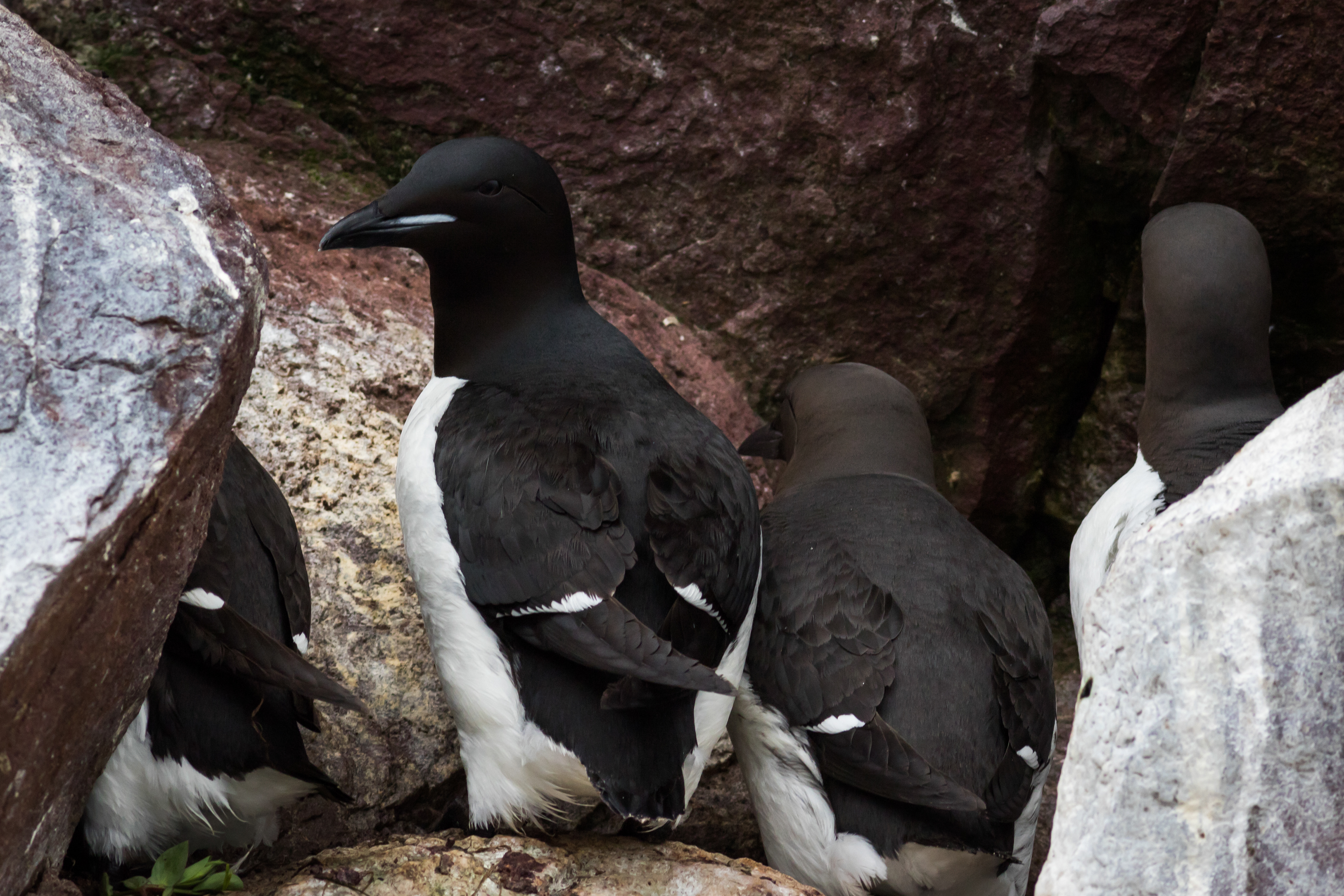 Thick-billed Murre - Newfoundland