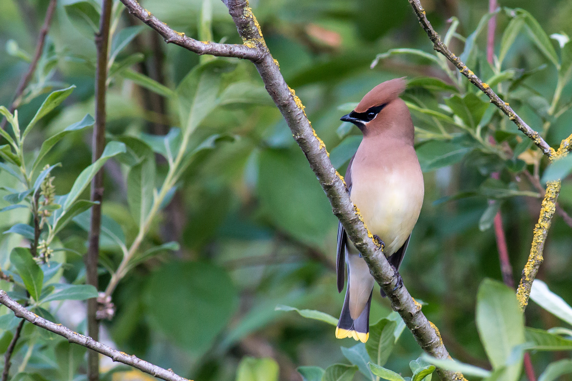Cedar Waxwing - BC